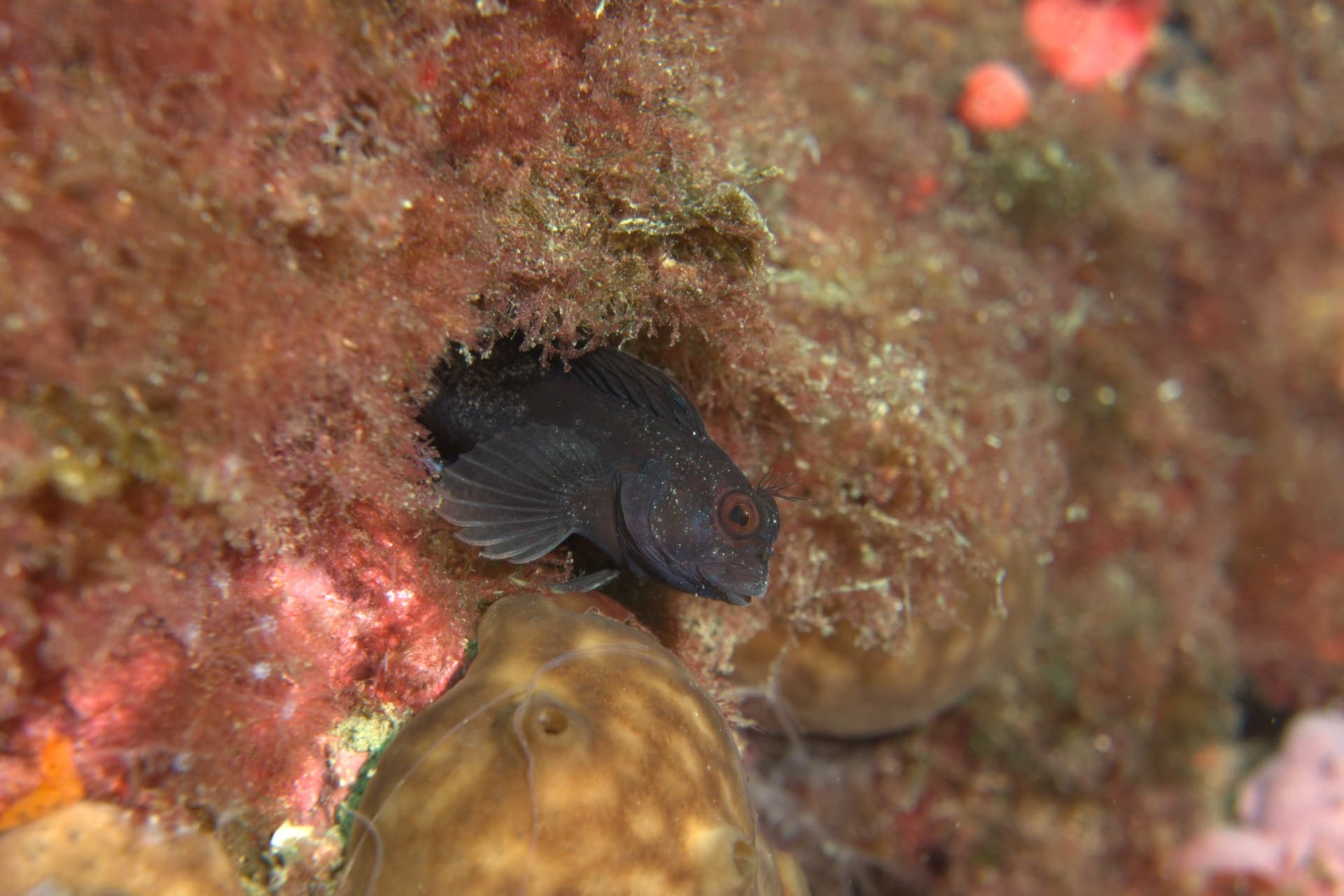 Hairy-horned blenny