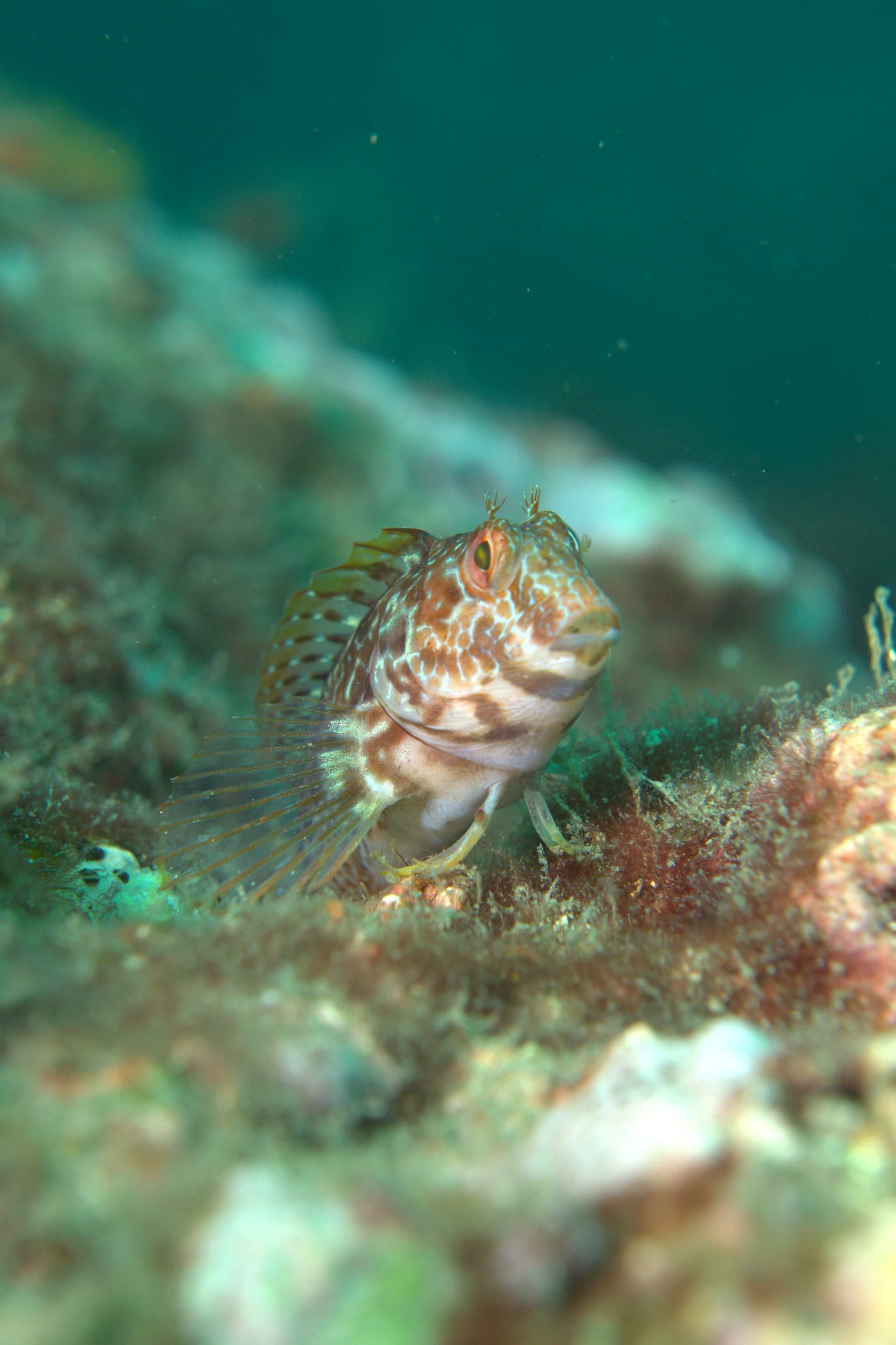 Hairy-horned blenny