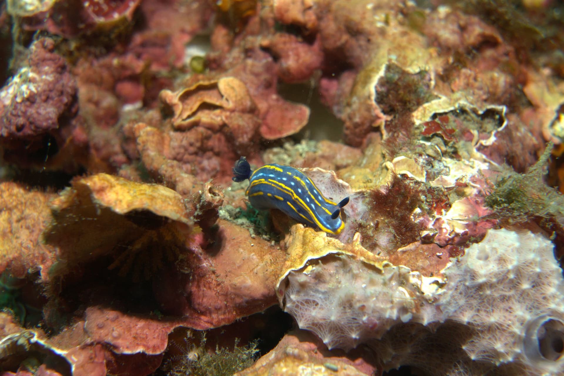 Cantabrian sea slug, Fontandraui's chromodoris