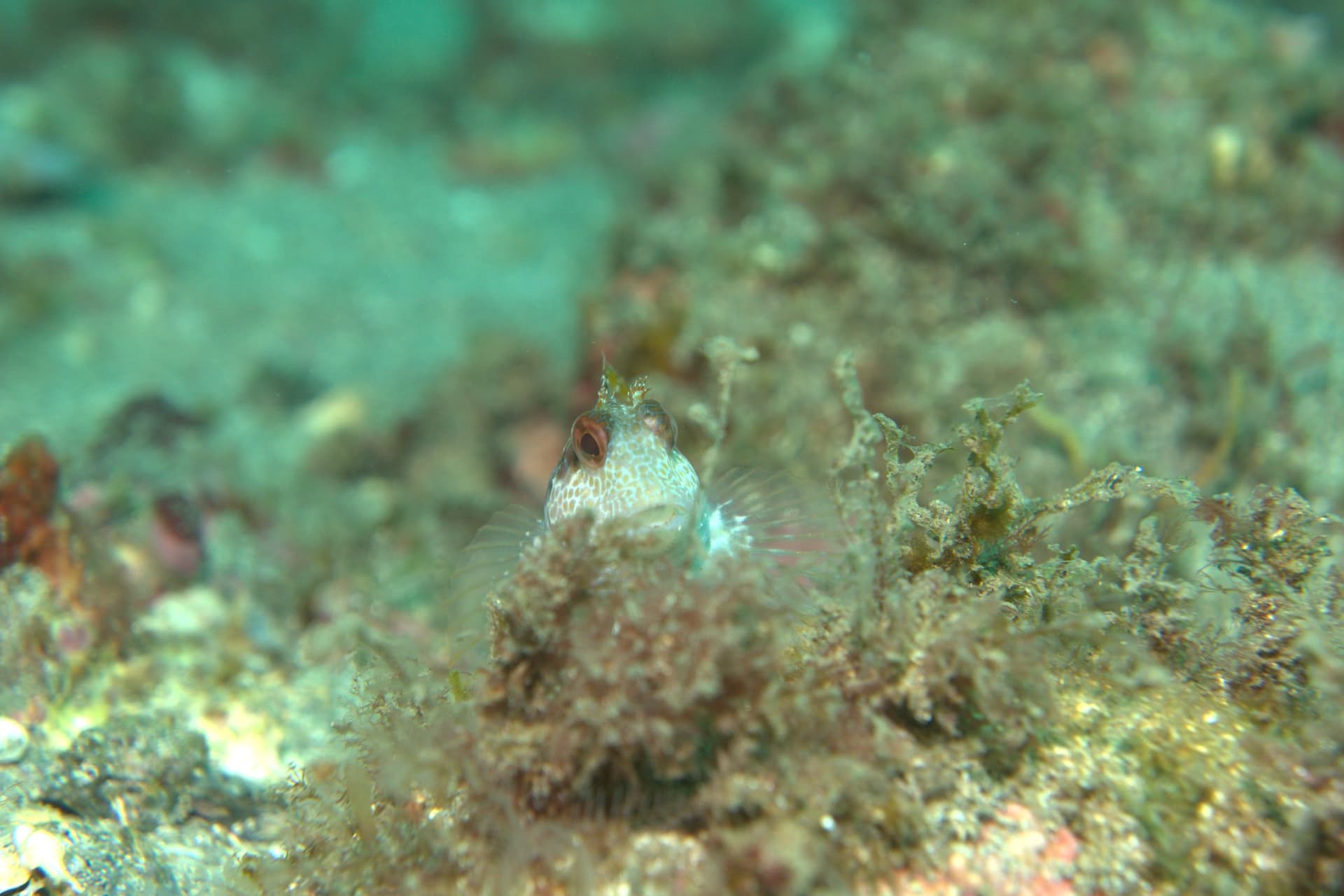 Hairy-horned blenny