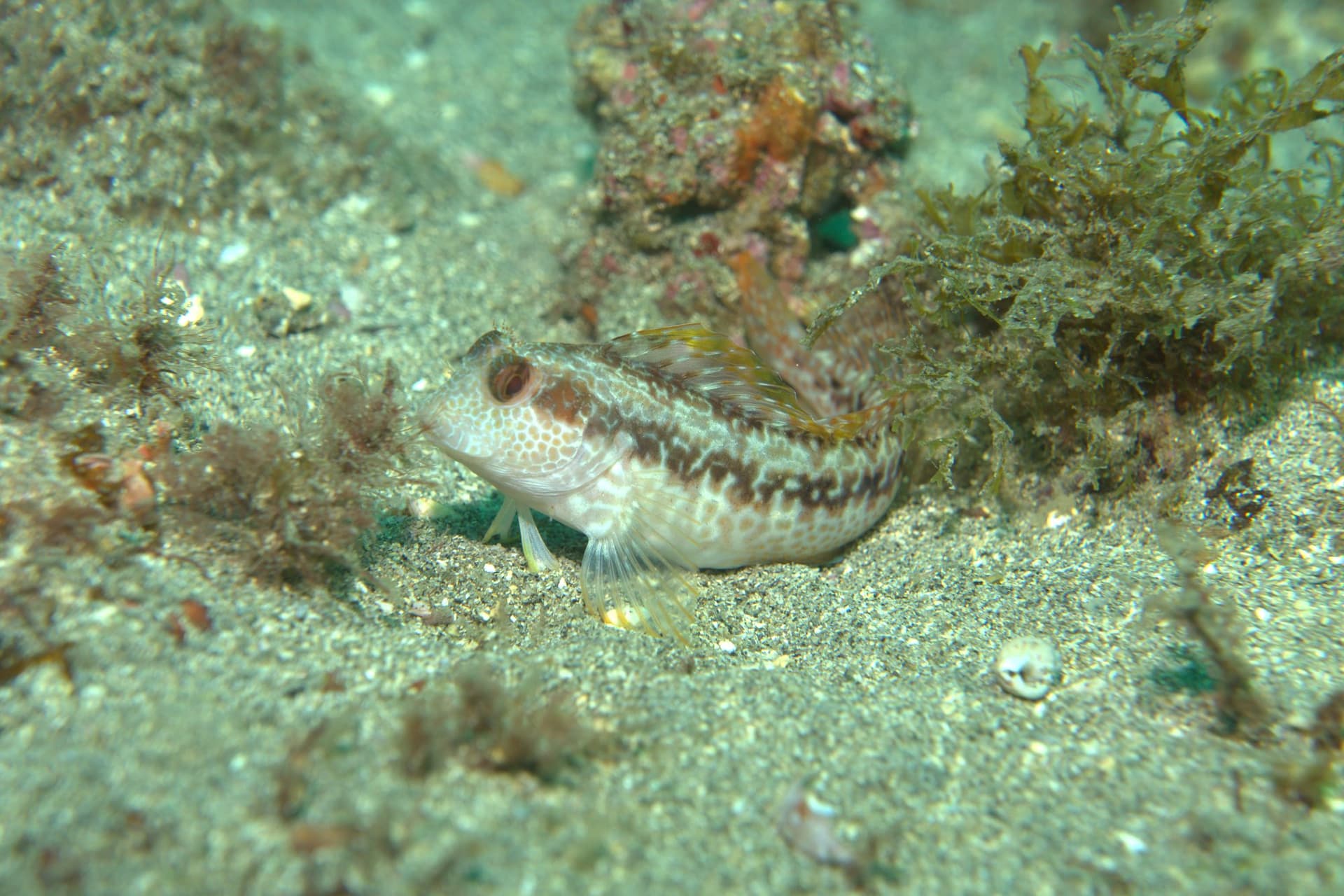 Hairy-horned blenny