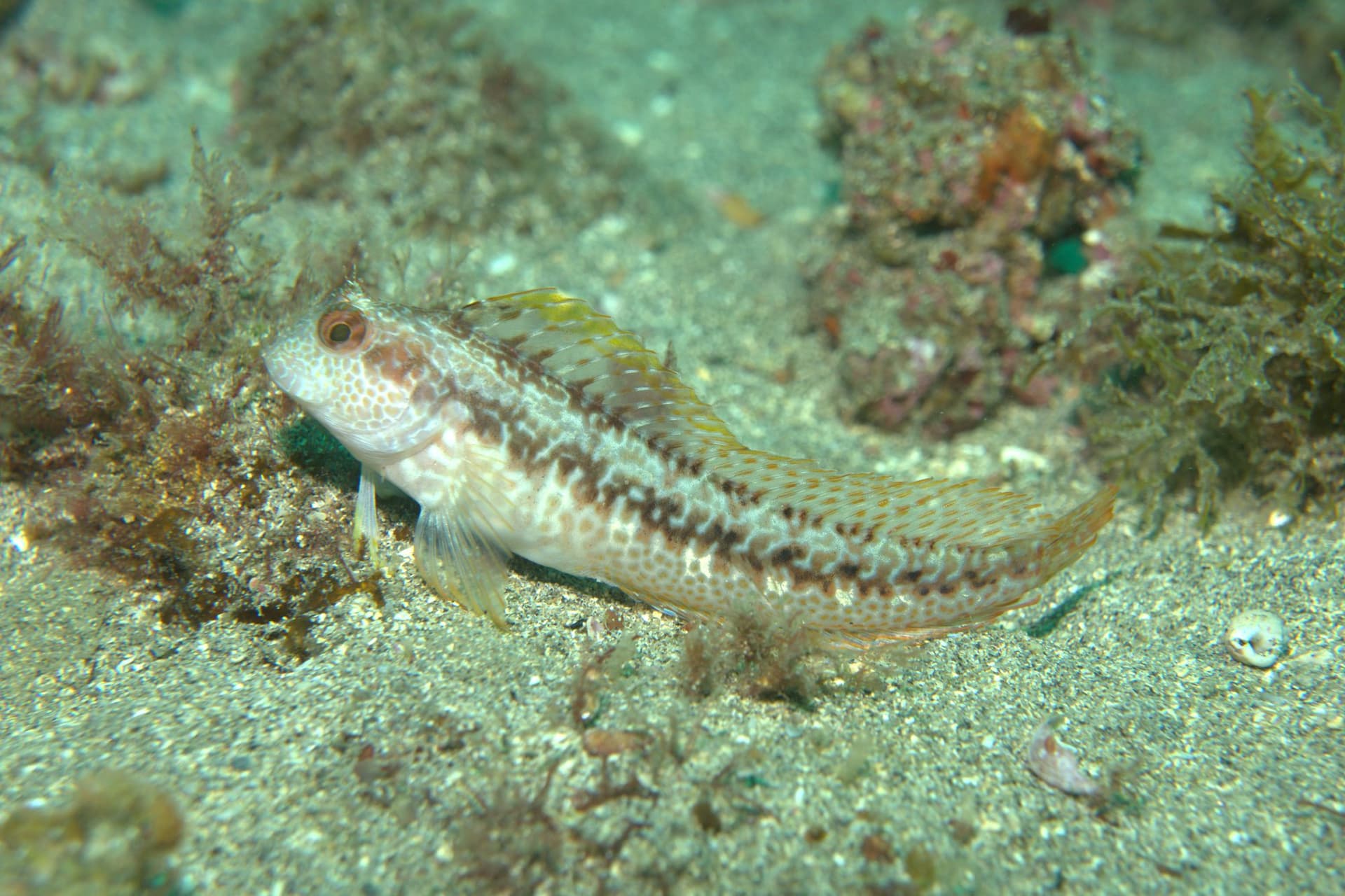 Hairy-horned blenny