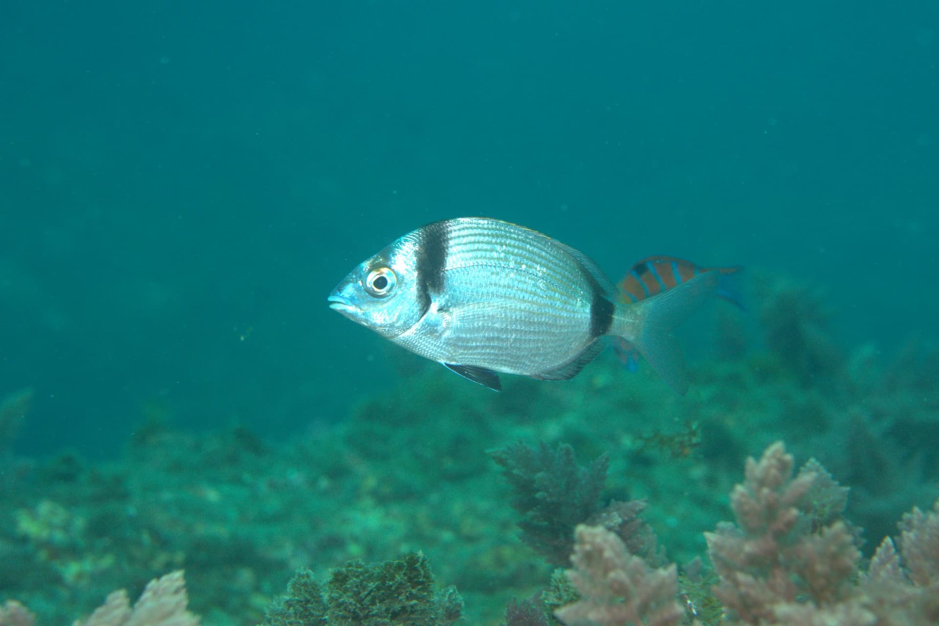 Two-banded bream