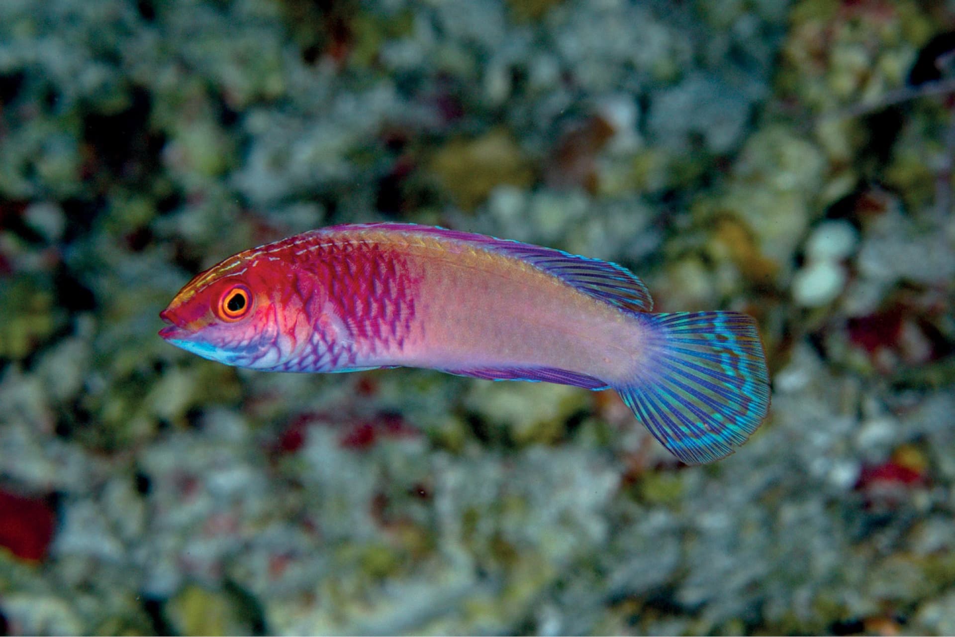 Rasdhoo Atoll