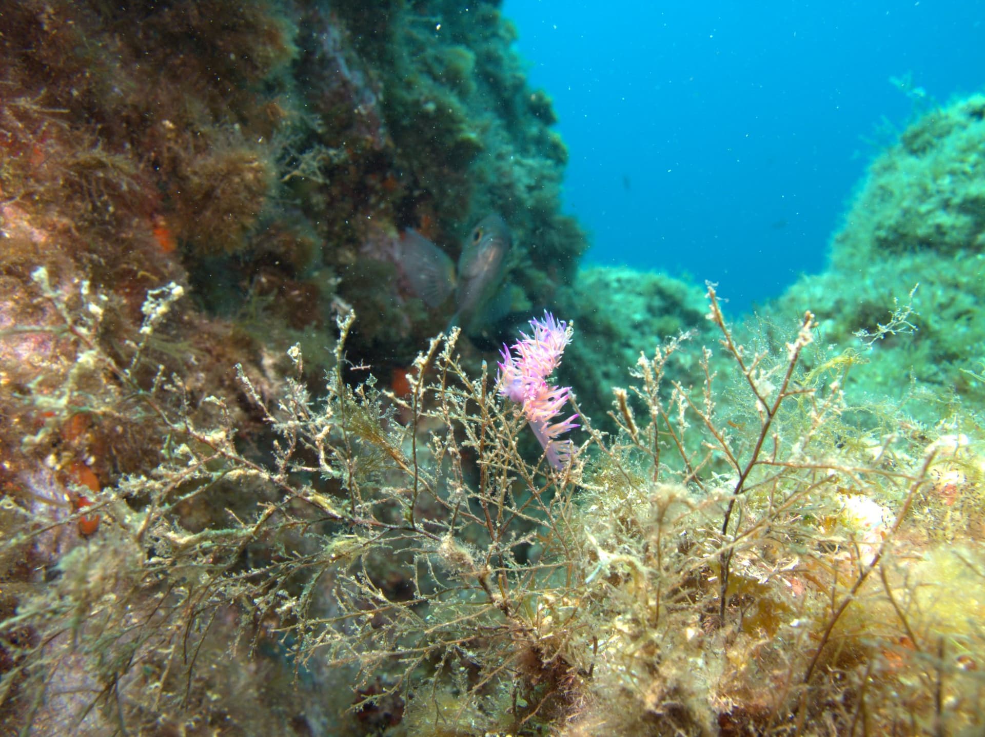 Flabellinopsis affinis
