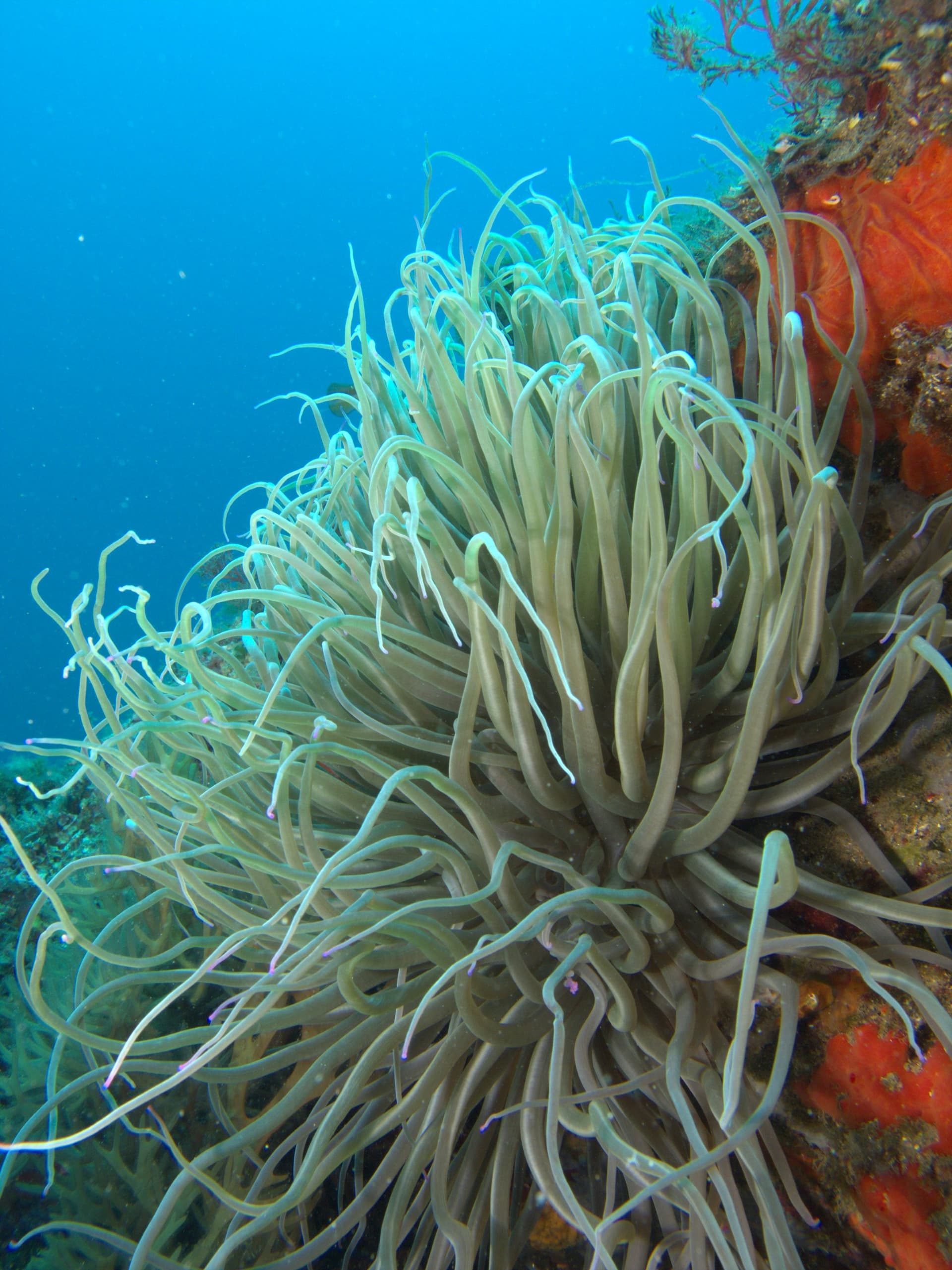 Snakelocks anemone