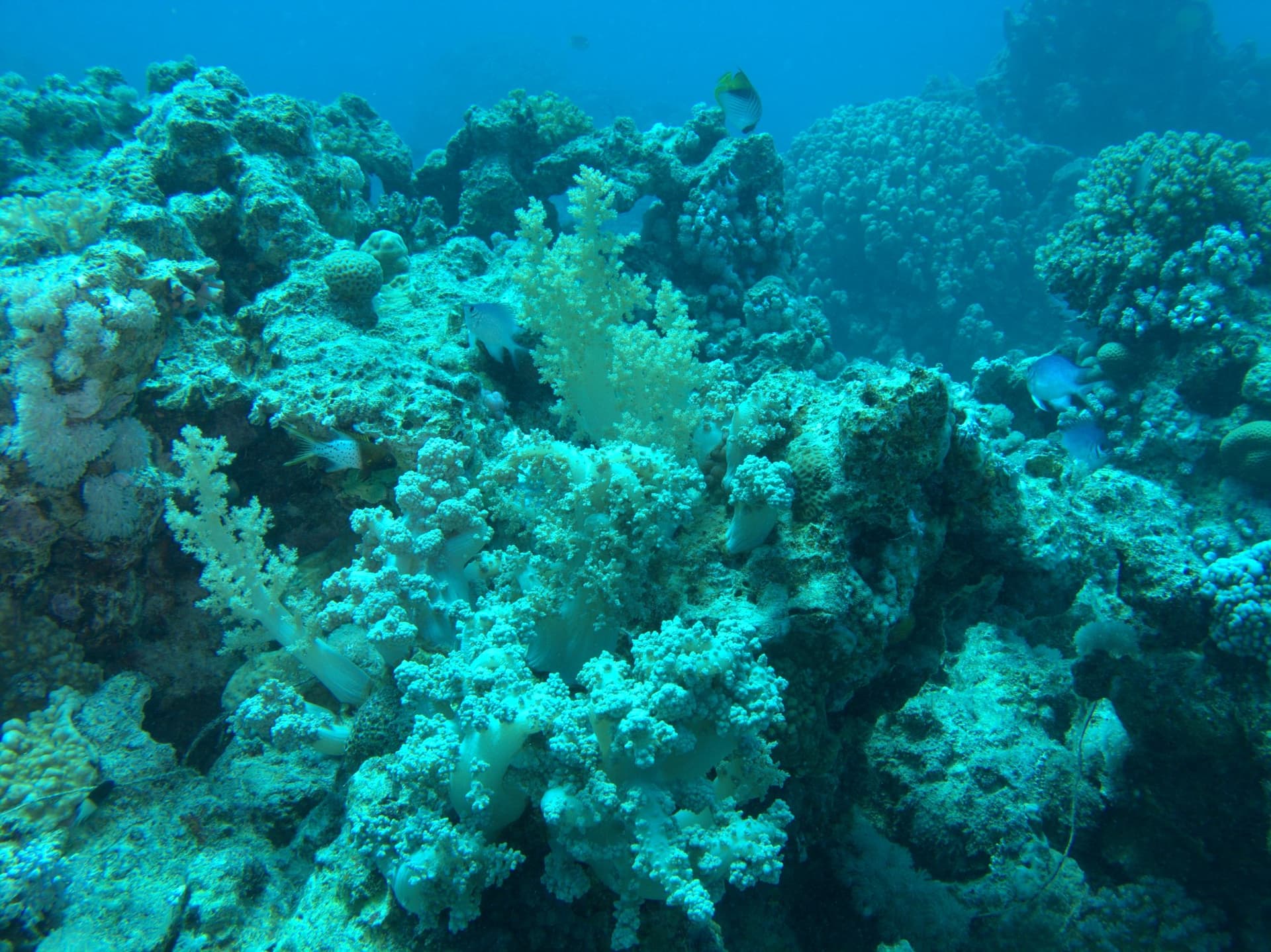 Tree soft coral