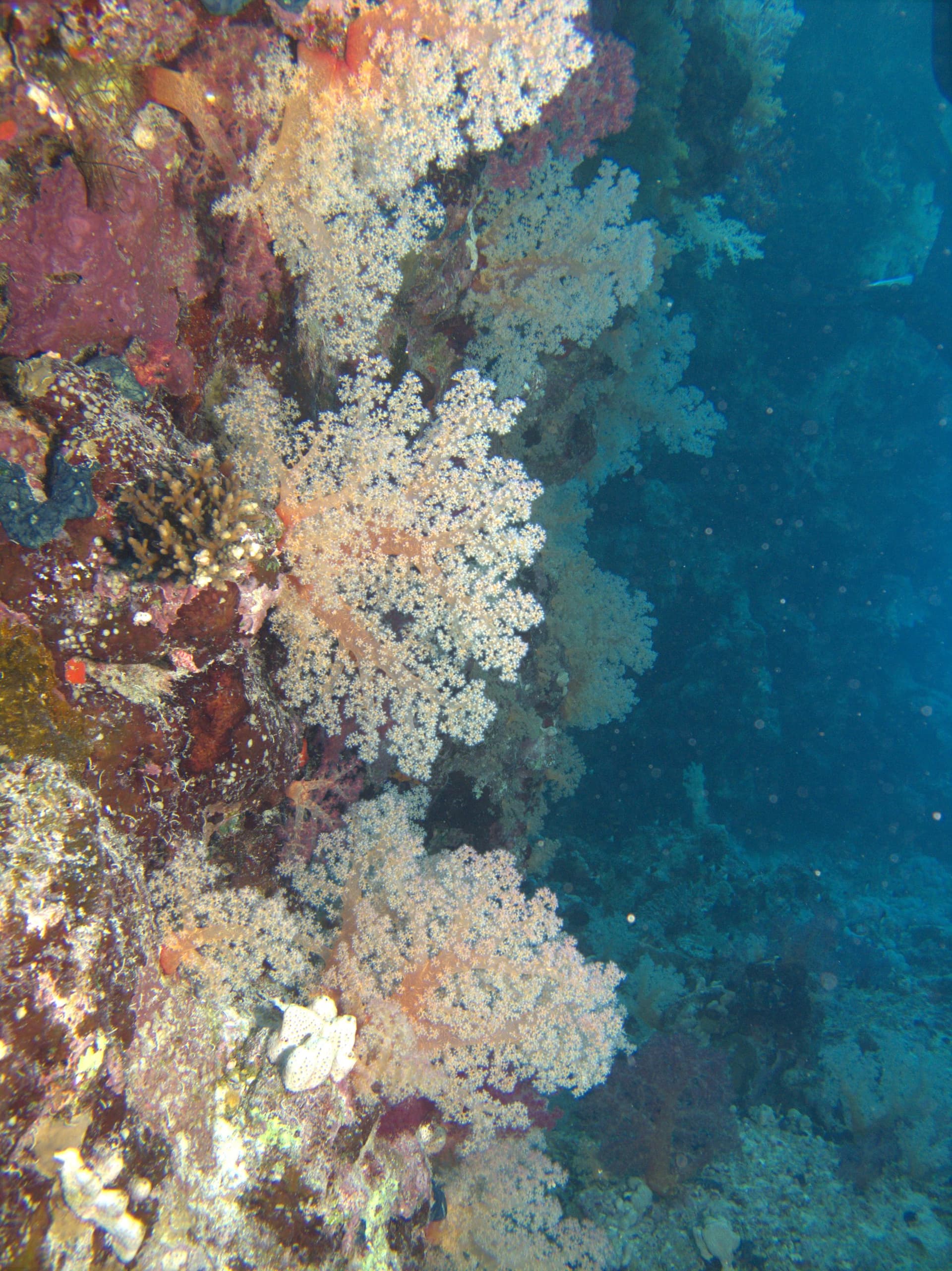 Tree soft coral