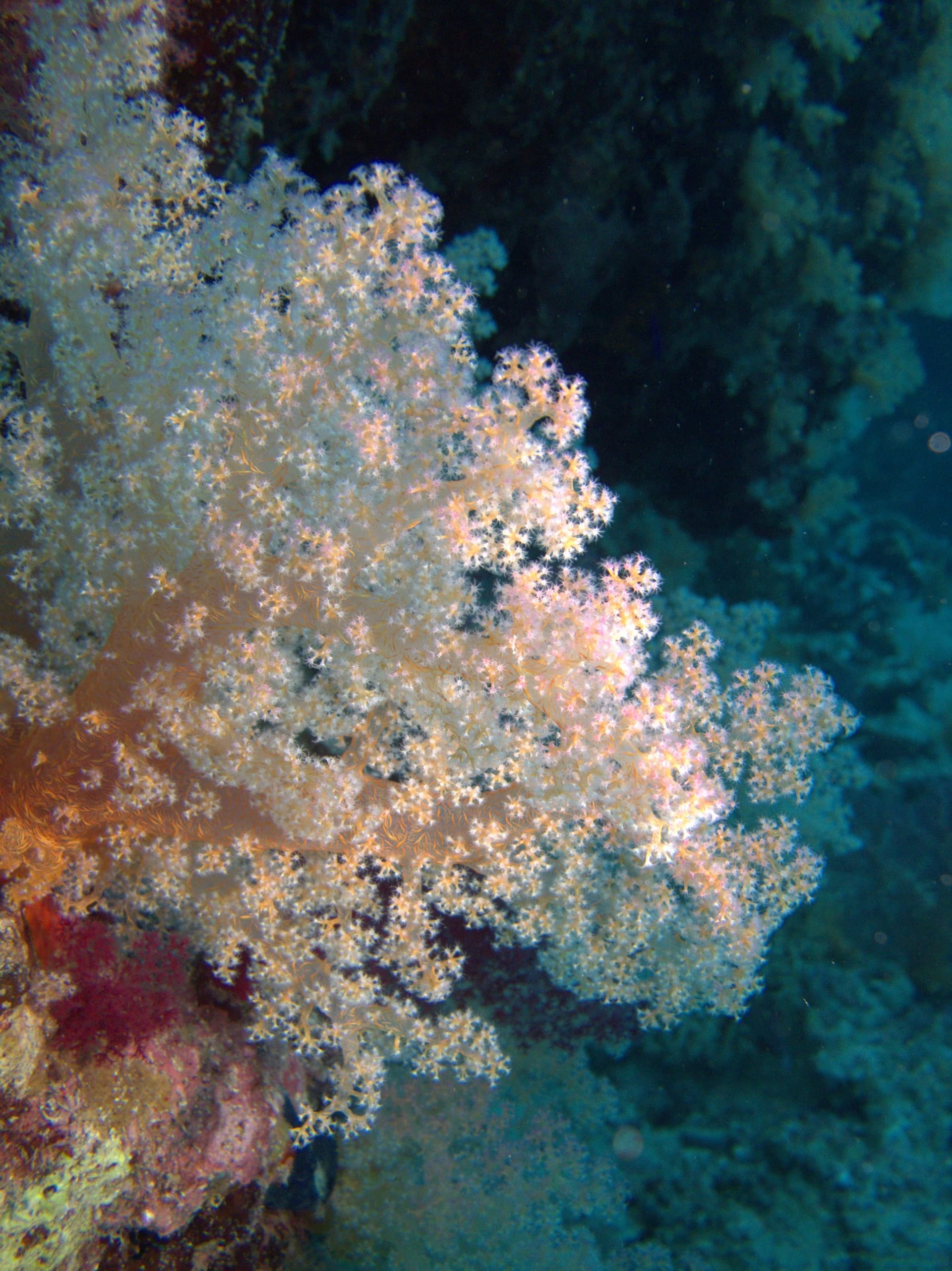 Tree soft coral