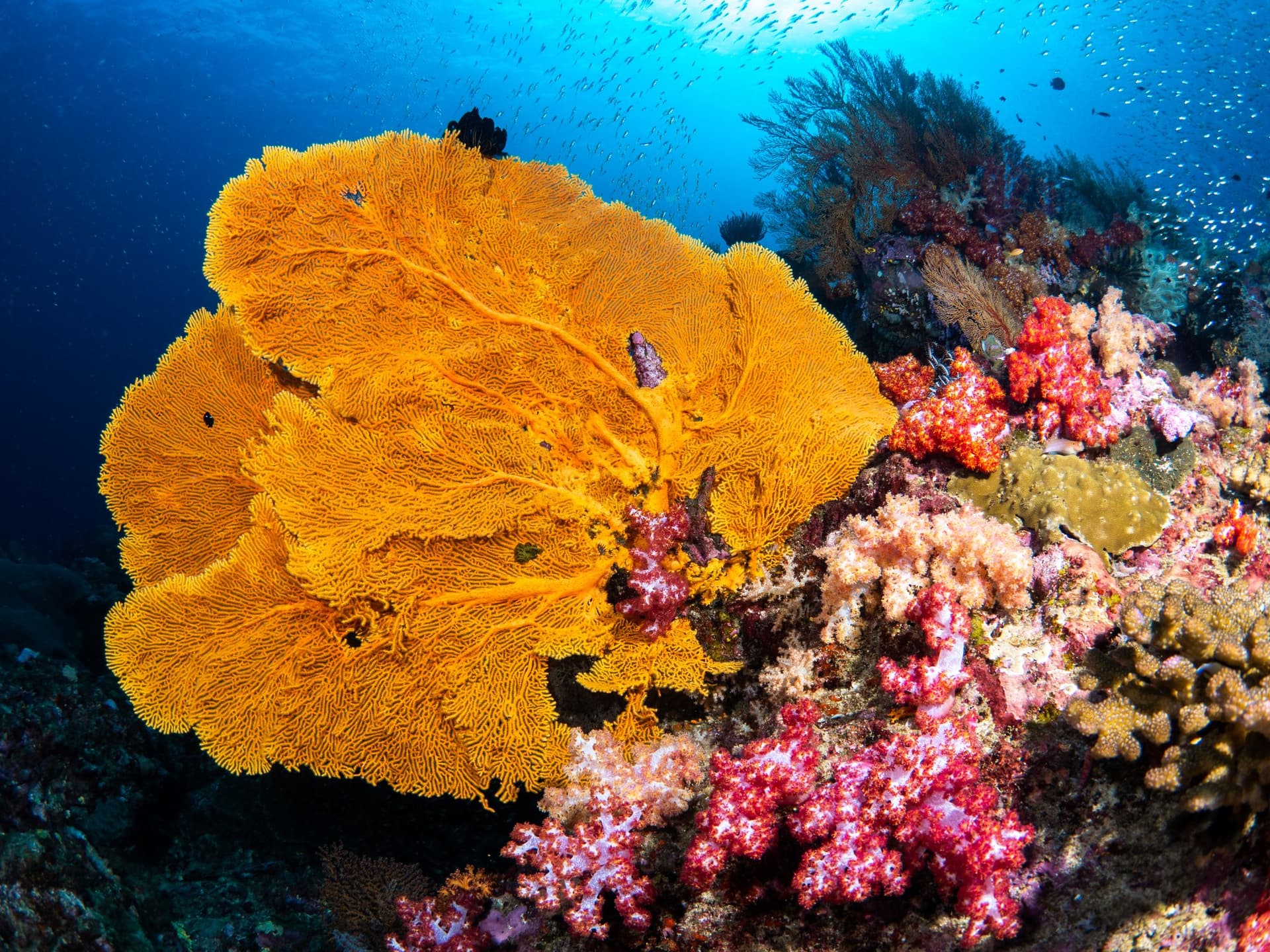 Similan Islands