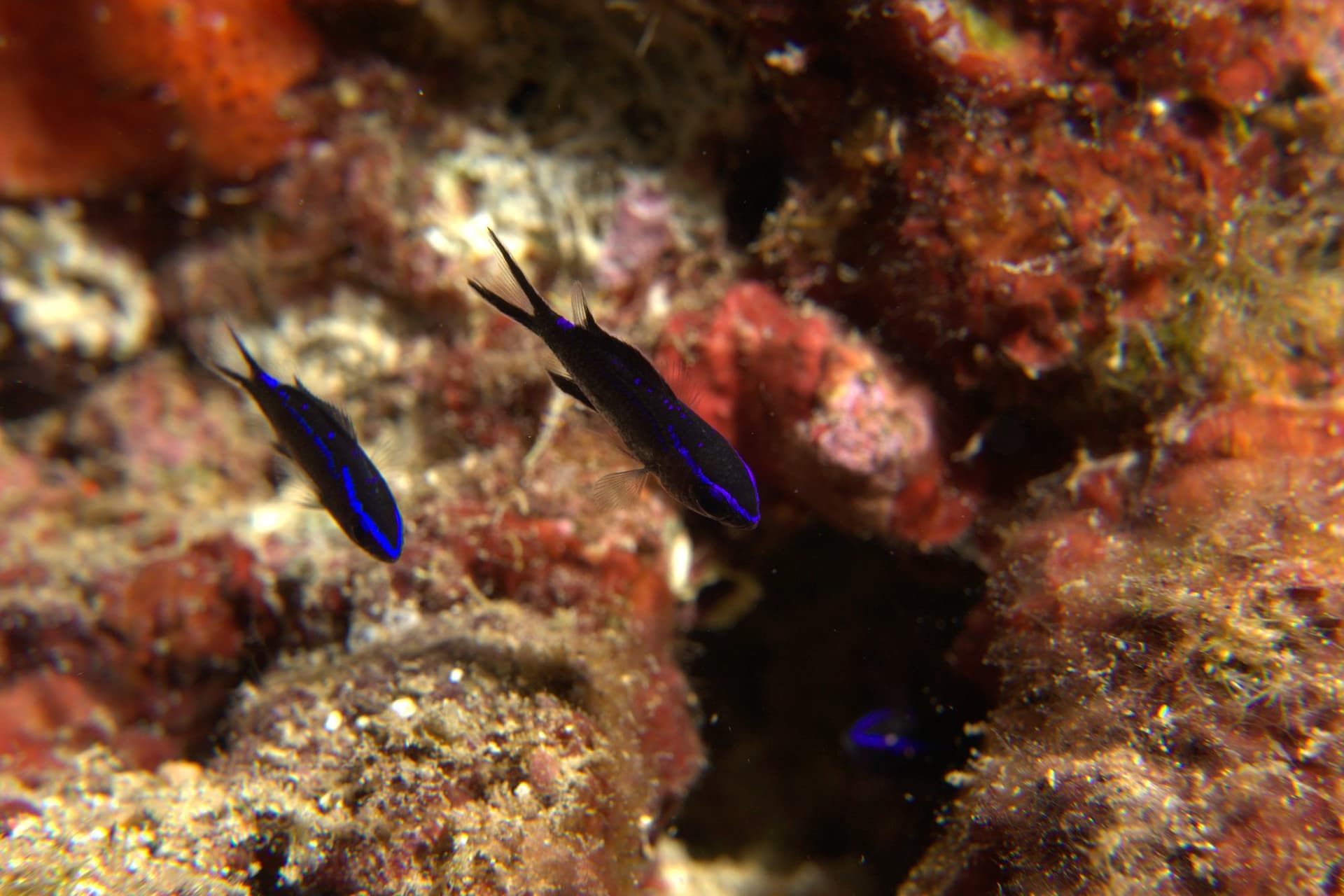 Mediterranean chromis