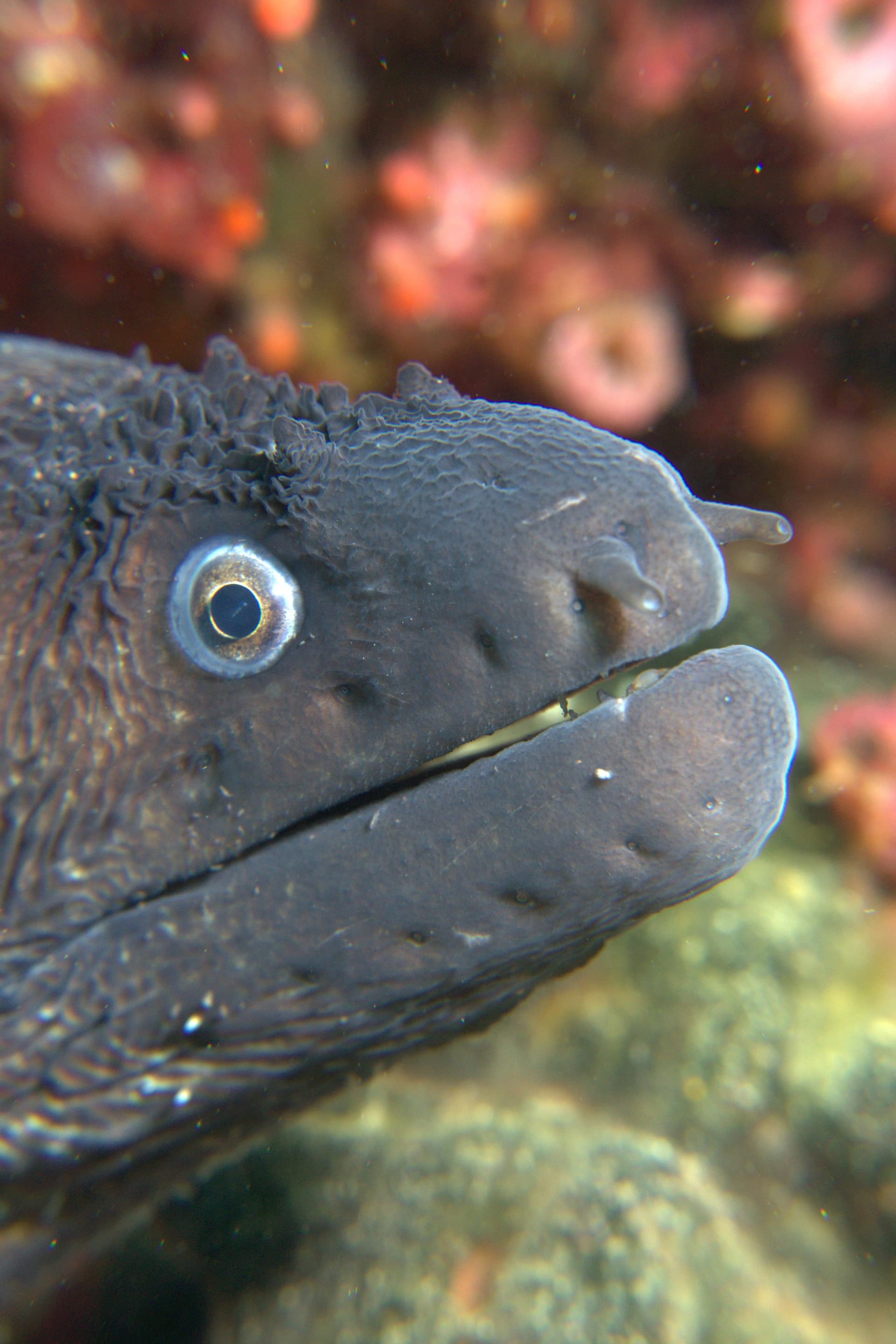Mediterranean moray eel