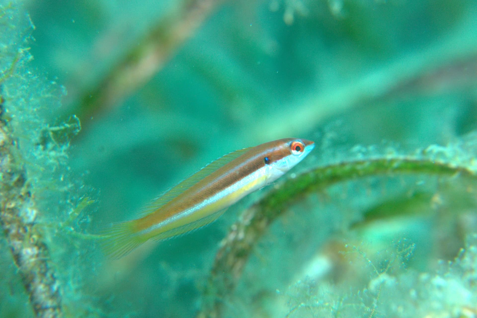 Rainbow wrasse