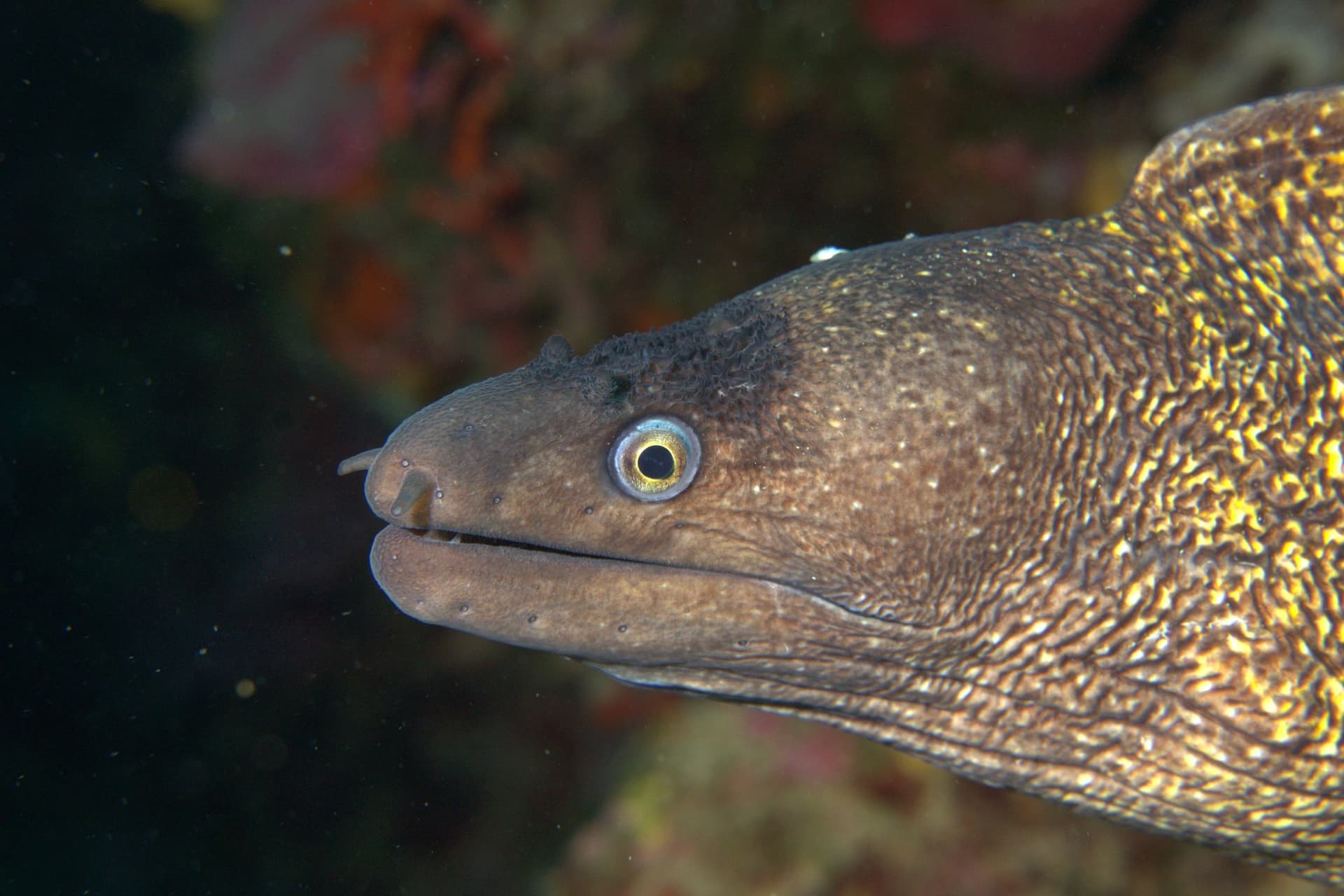 Mediterranean moray eel