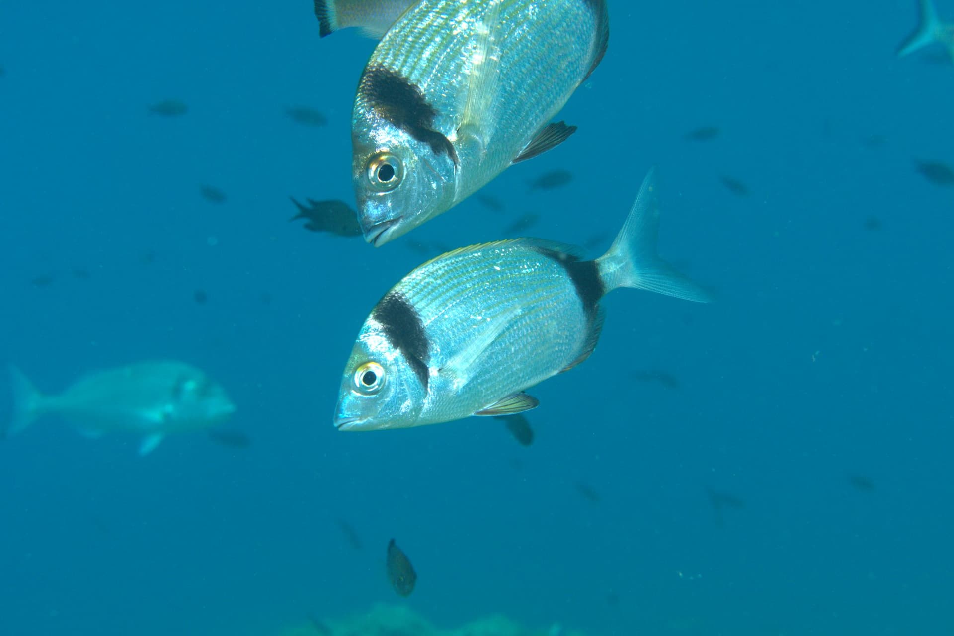 Two-banded bream