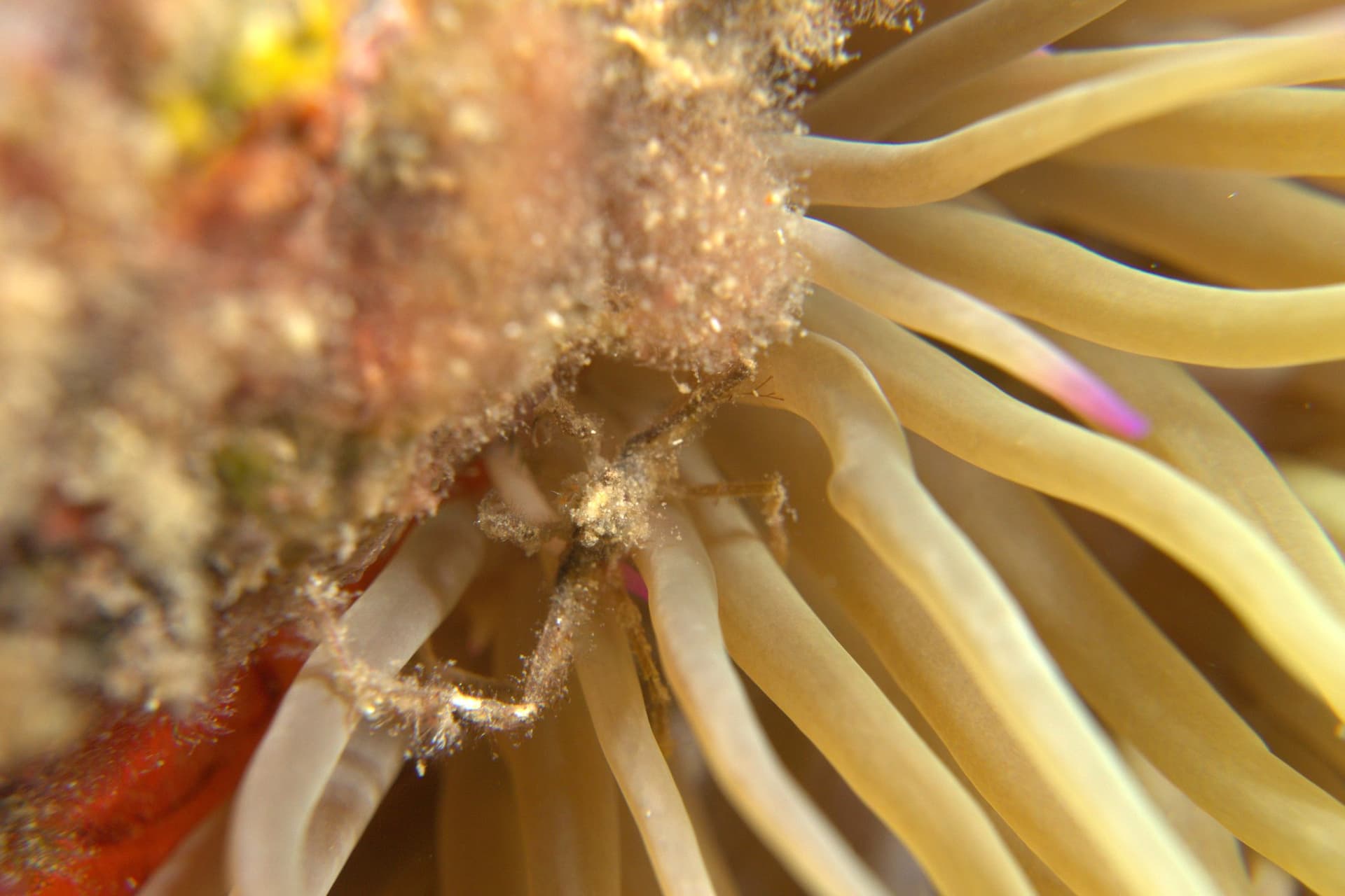 Leach's spider crab