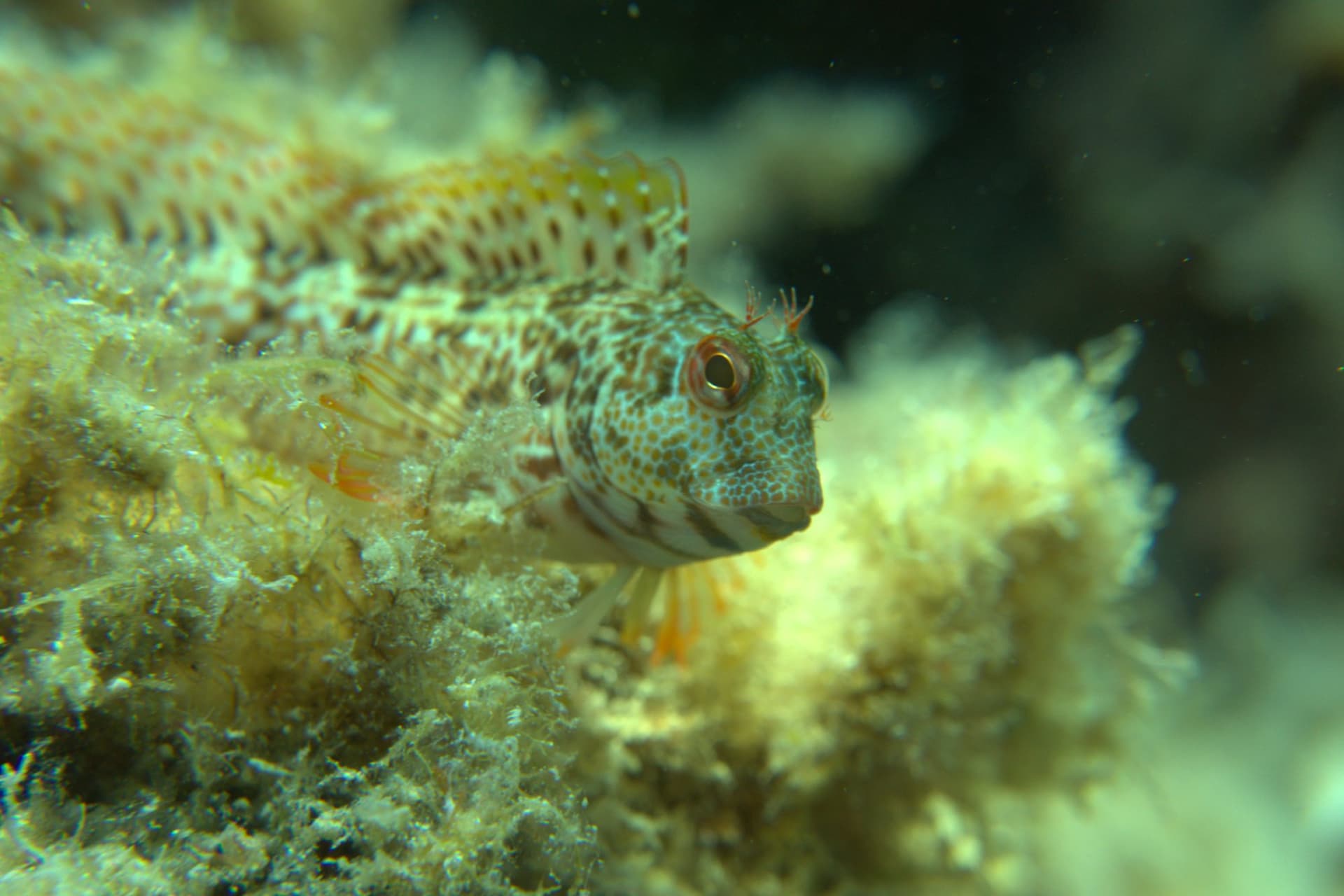 Hairy-horned blenny