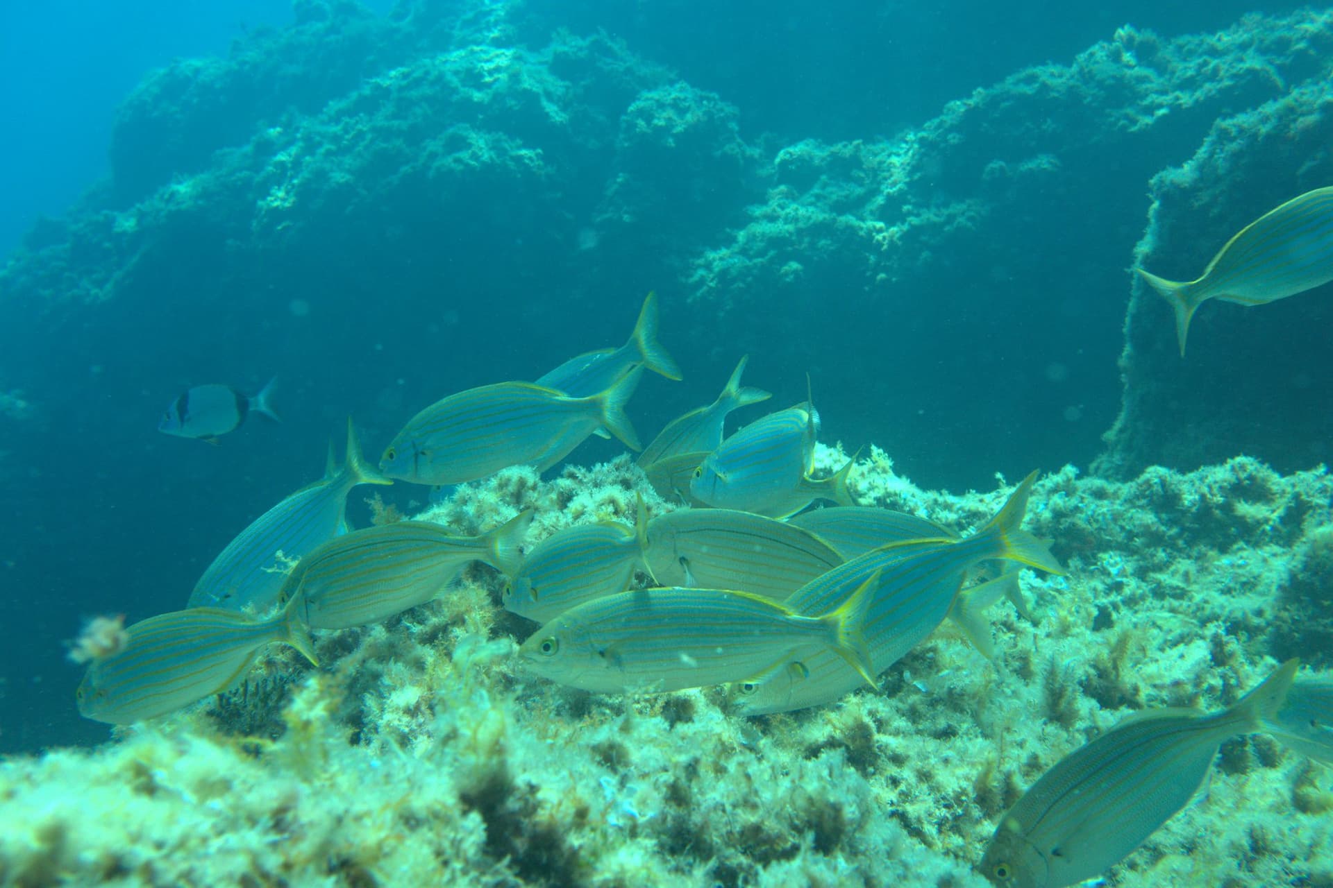 Salema porgy