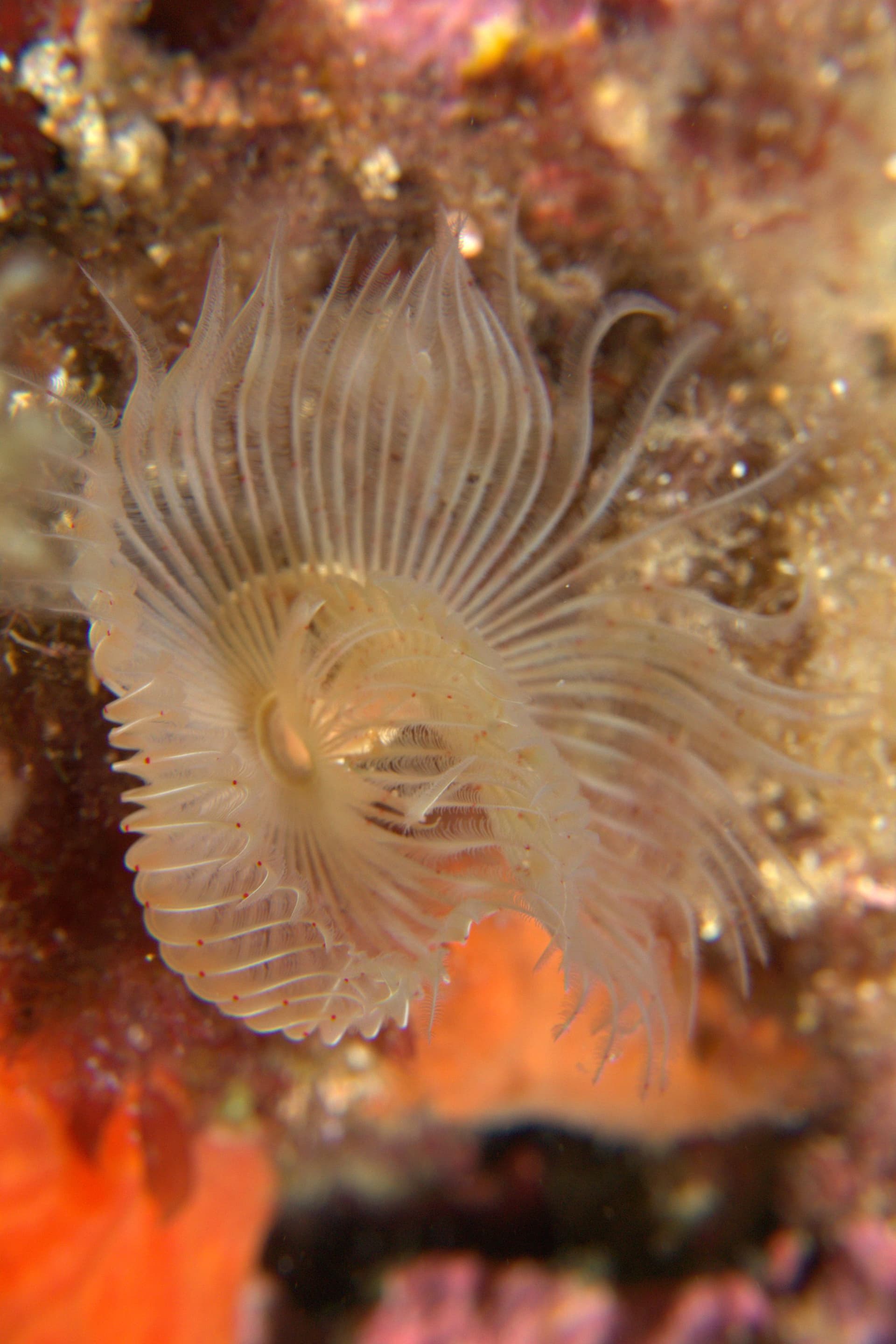 Twin fan worm