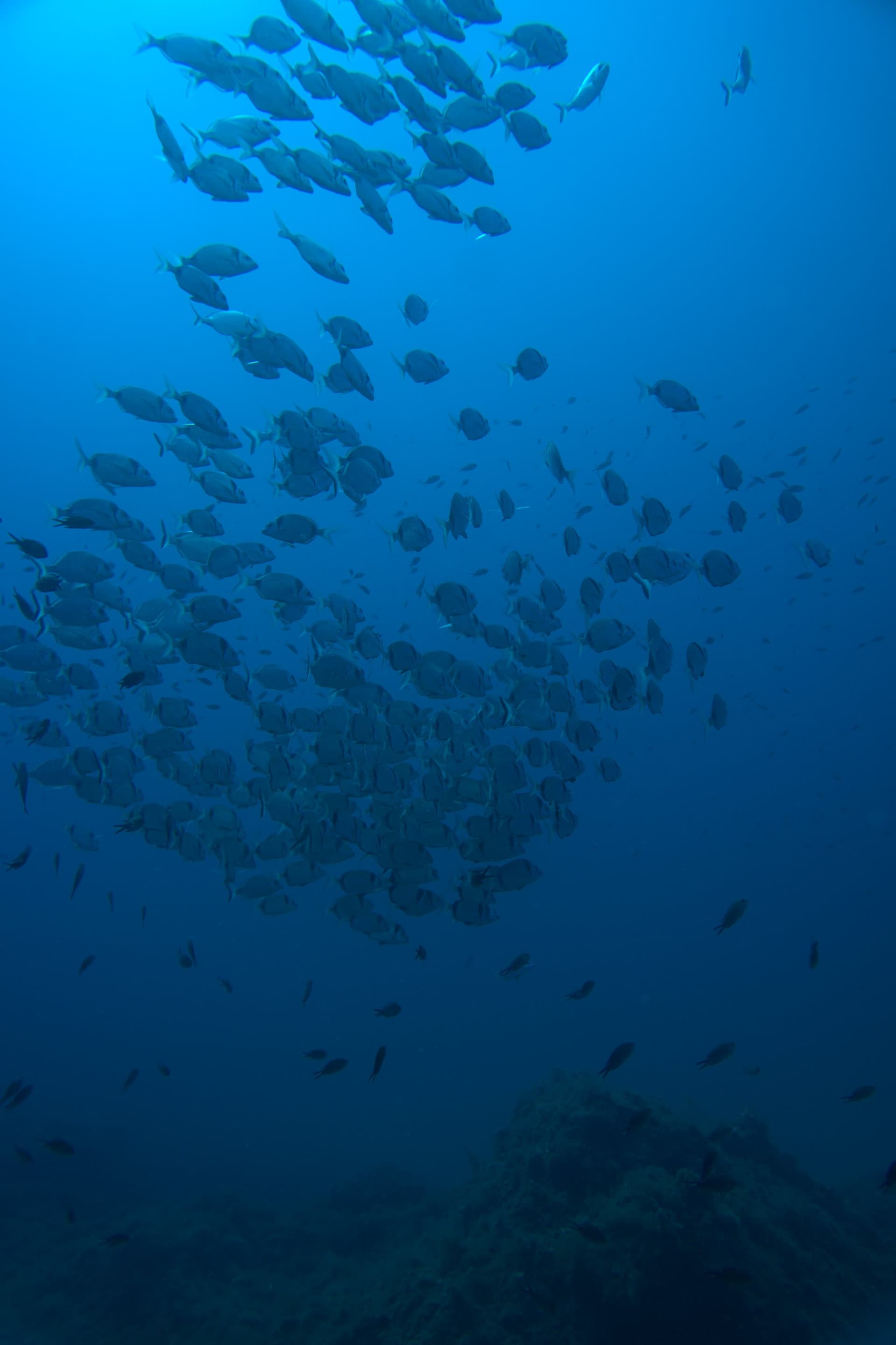 White seabream