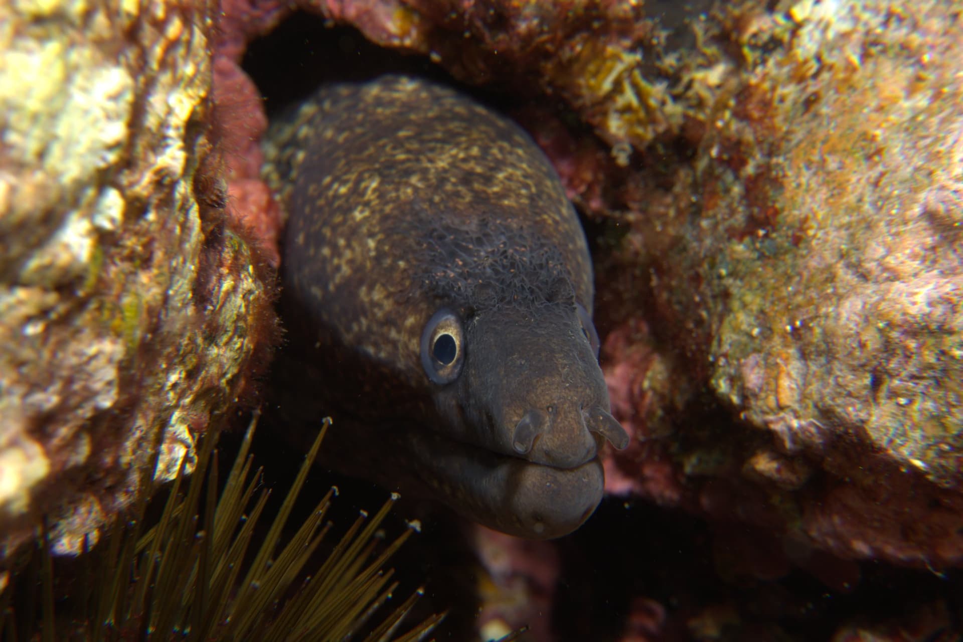 Mediterranean moray eel