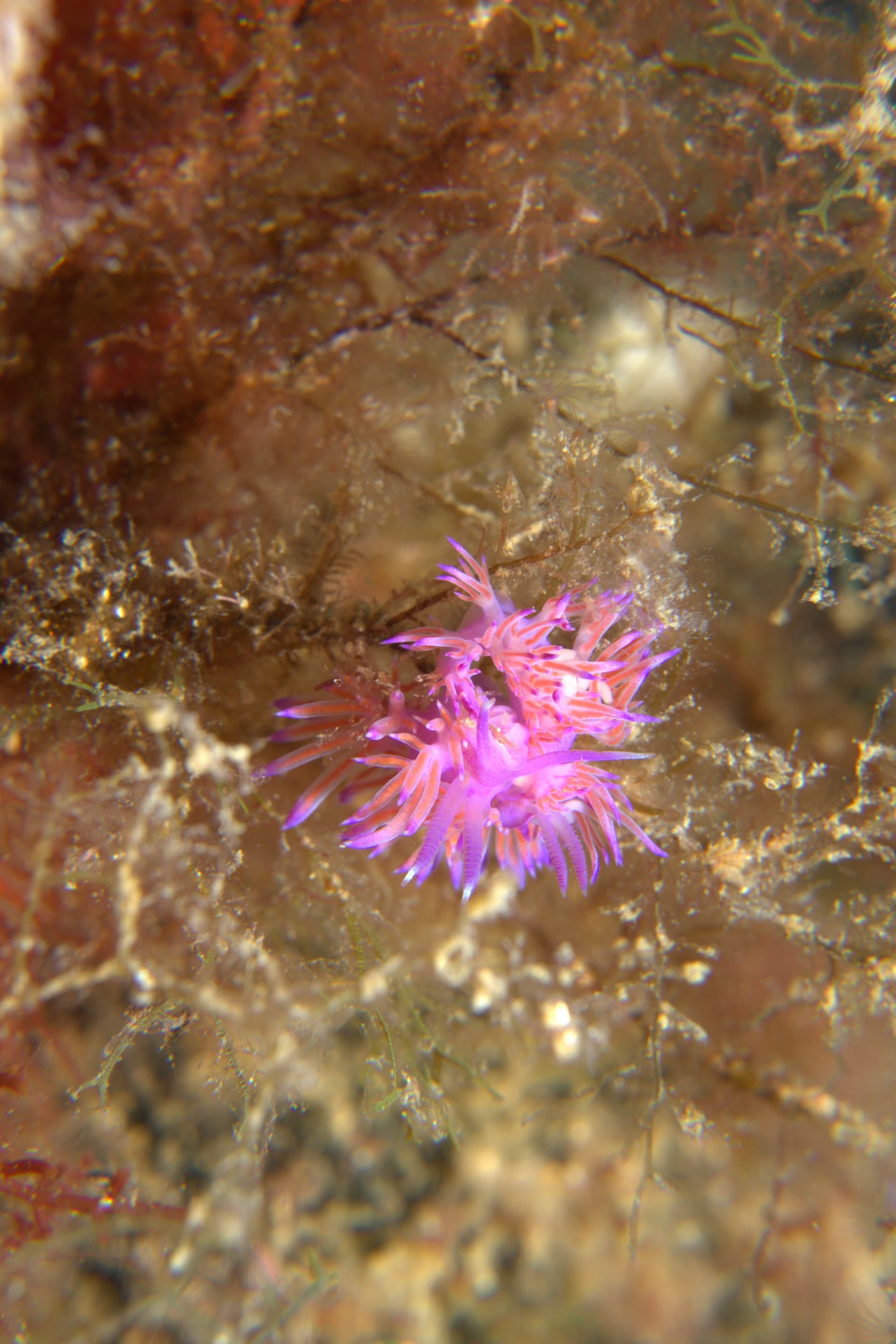 Violet flabellina