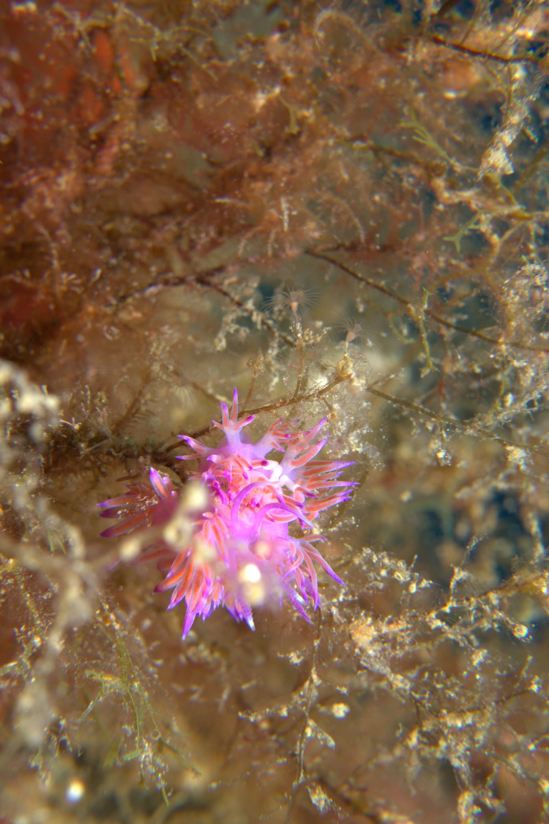 Violet flabellina