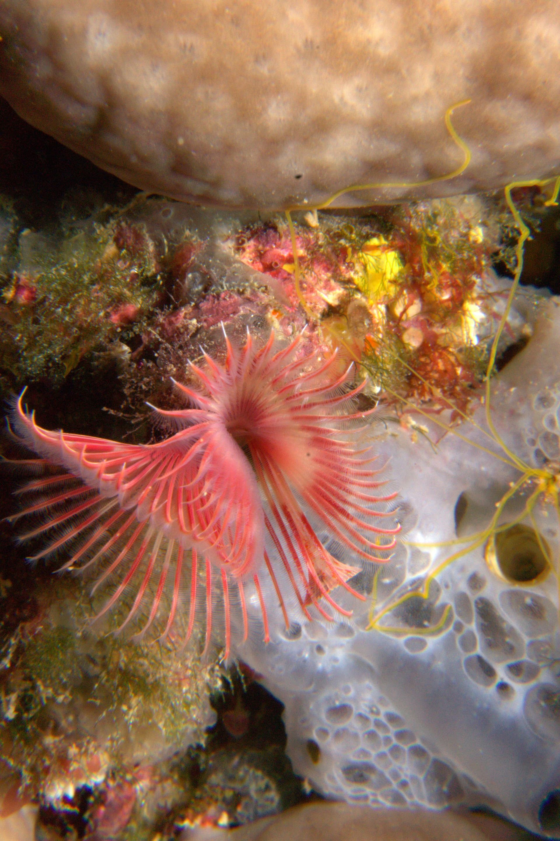 Calcareous tubeworm
