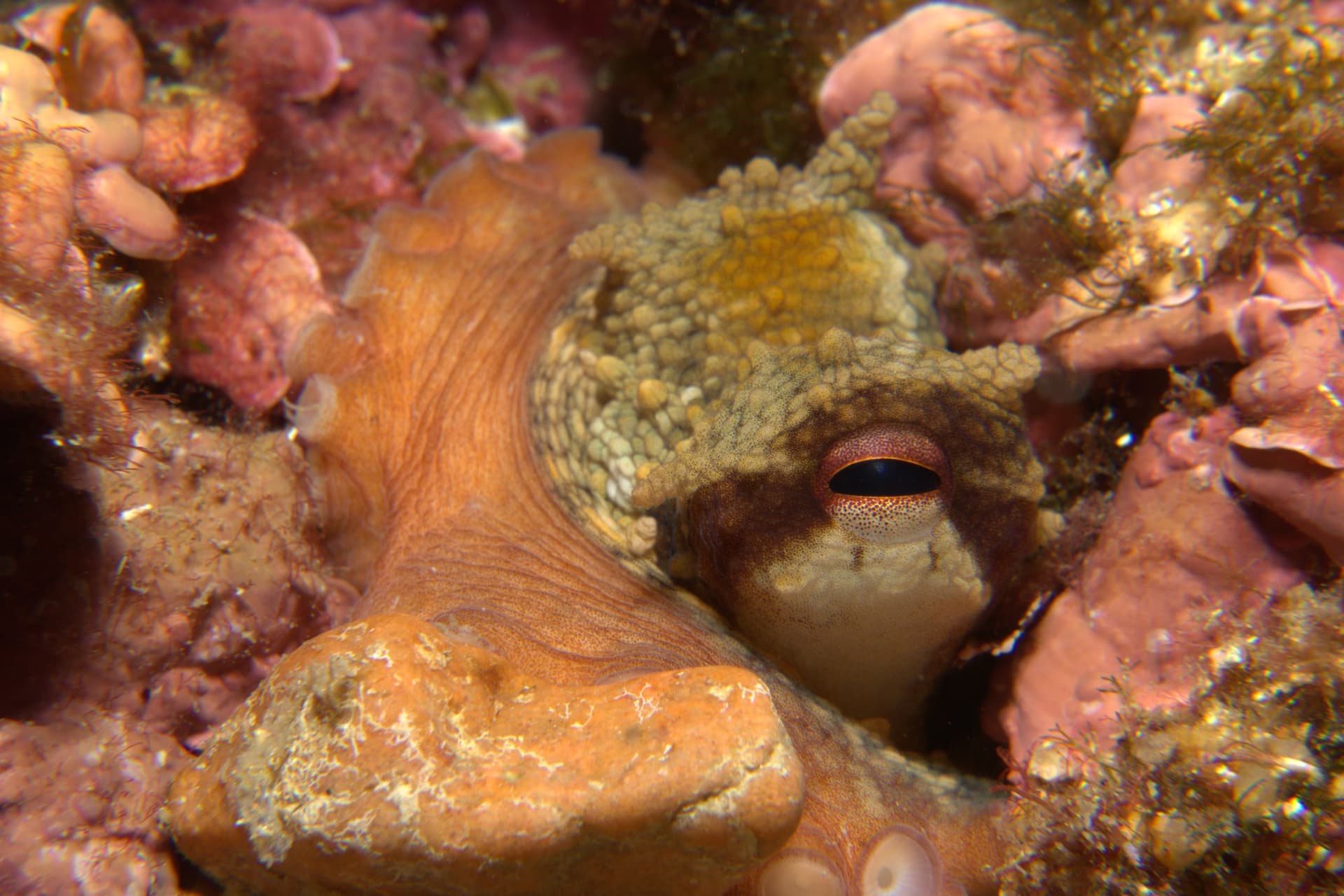 Common octopus