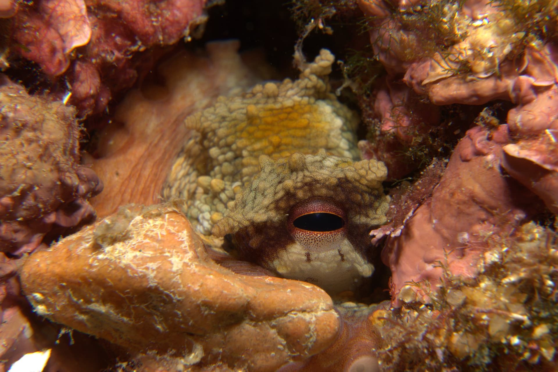 Common octopus