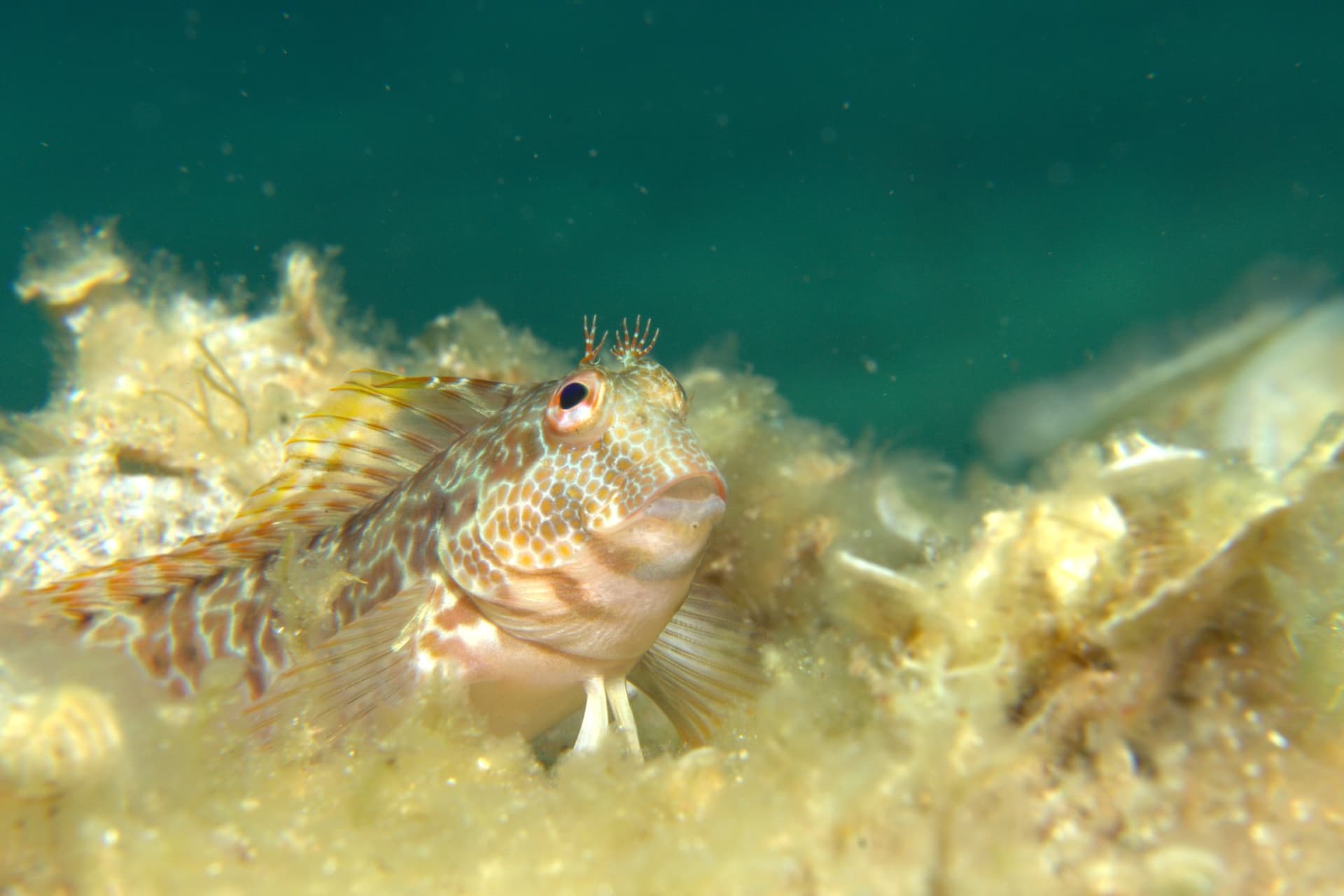 Hairy-horned blenny