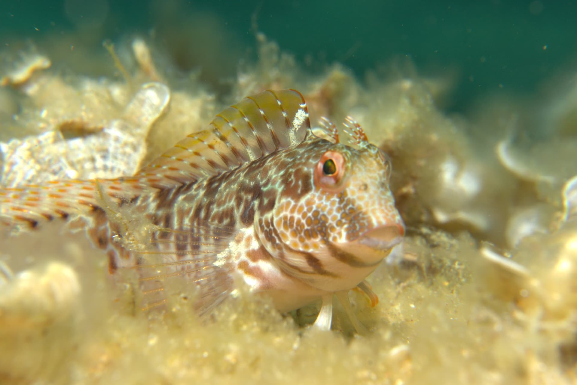 Hairy-horned blenny