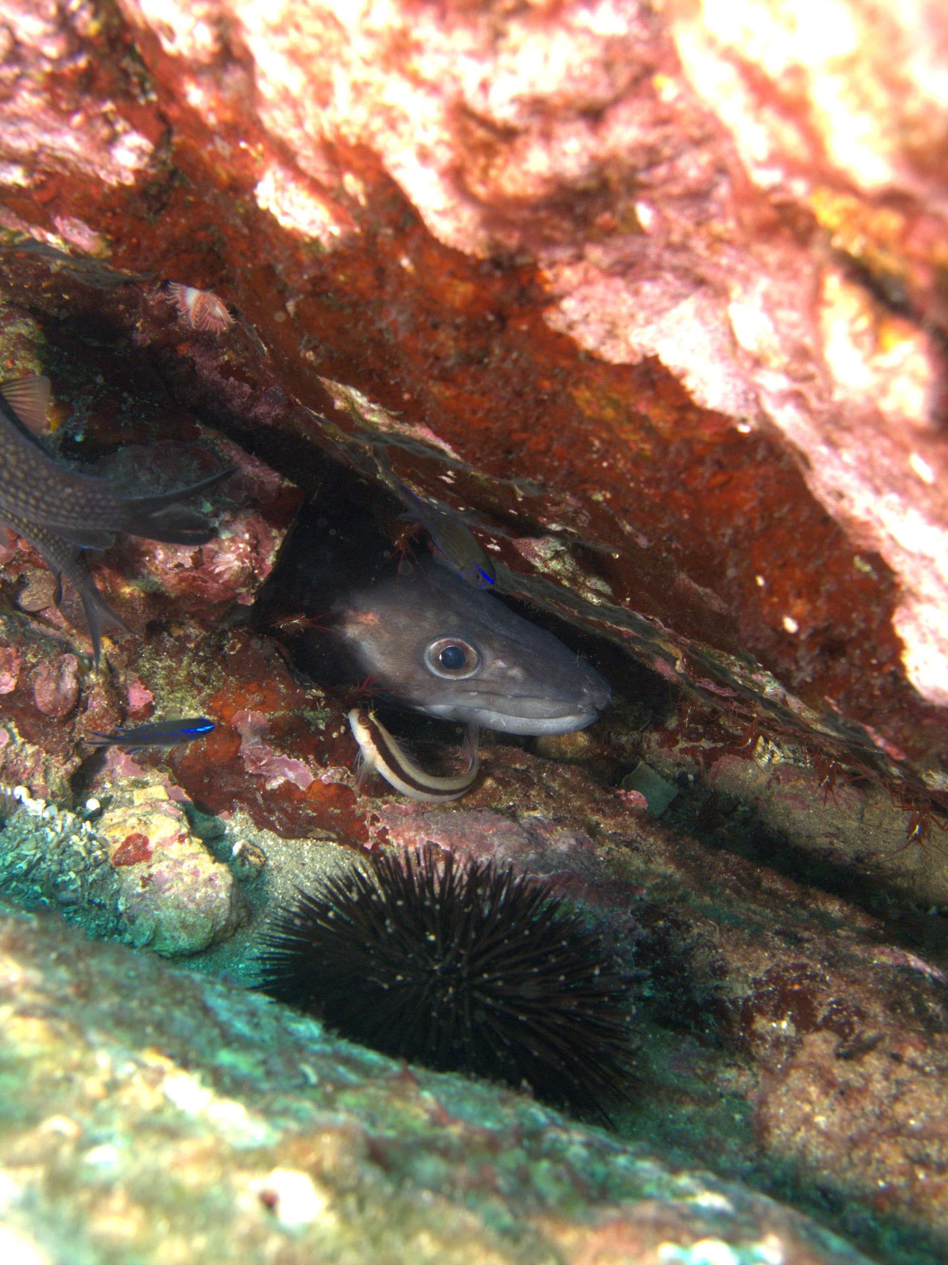 European conger