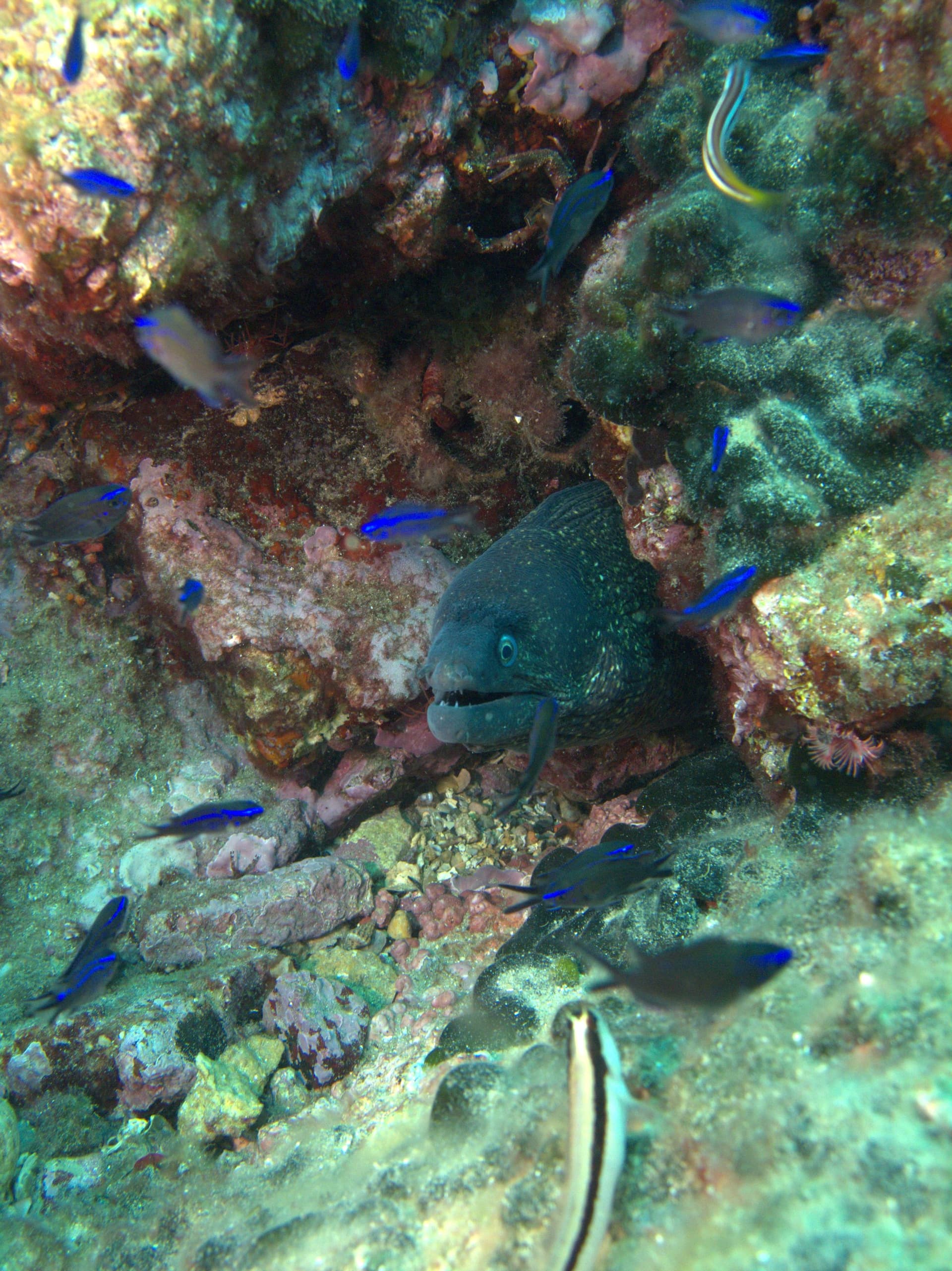 Mediterranean chromis, Mediterranean moray eel
