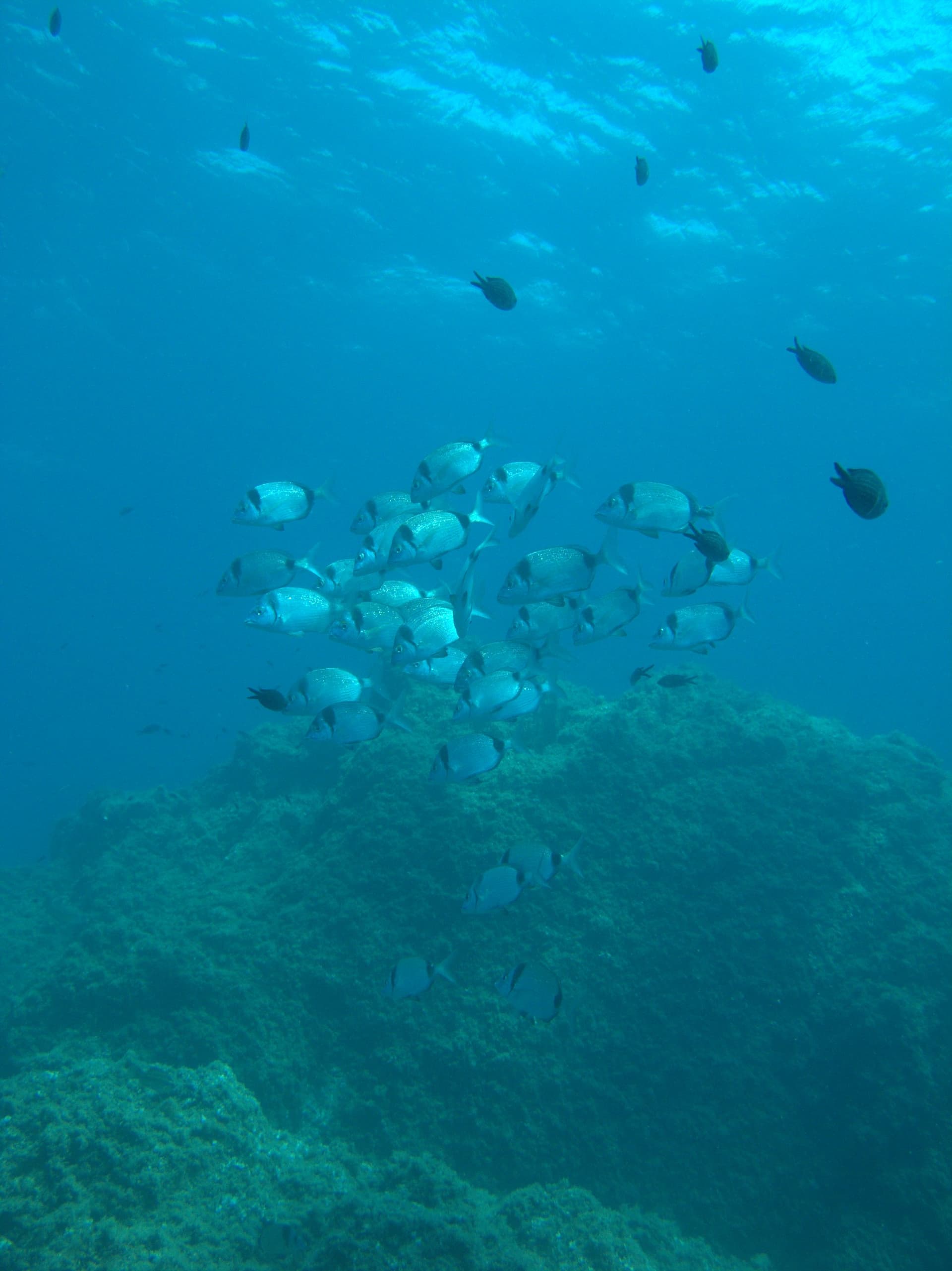 Two-banded bream