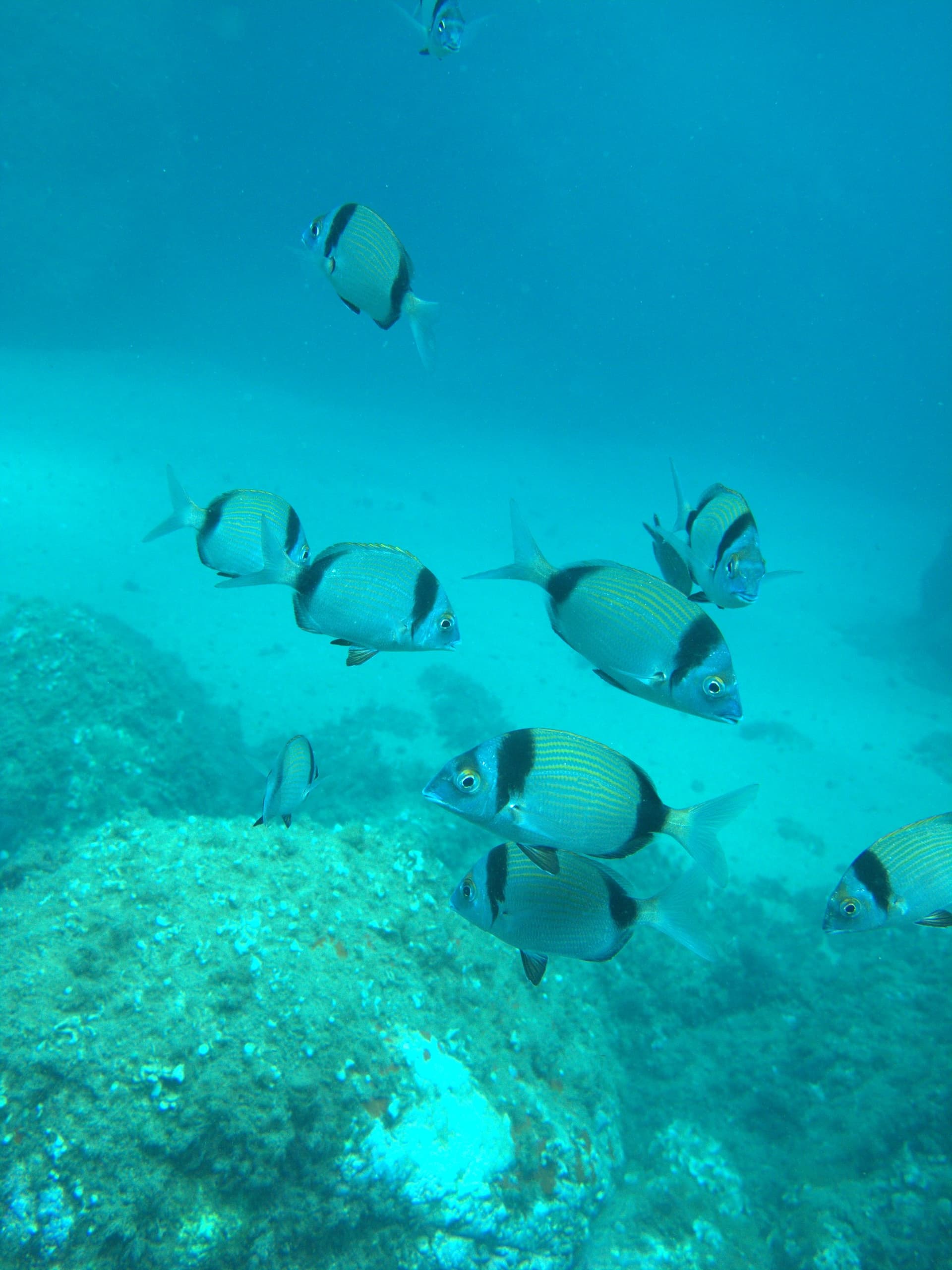 Two-banded bream