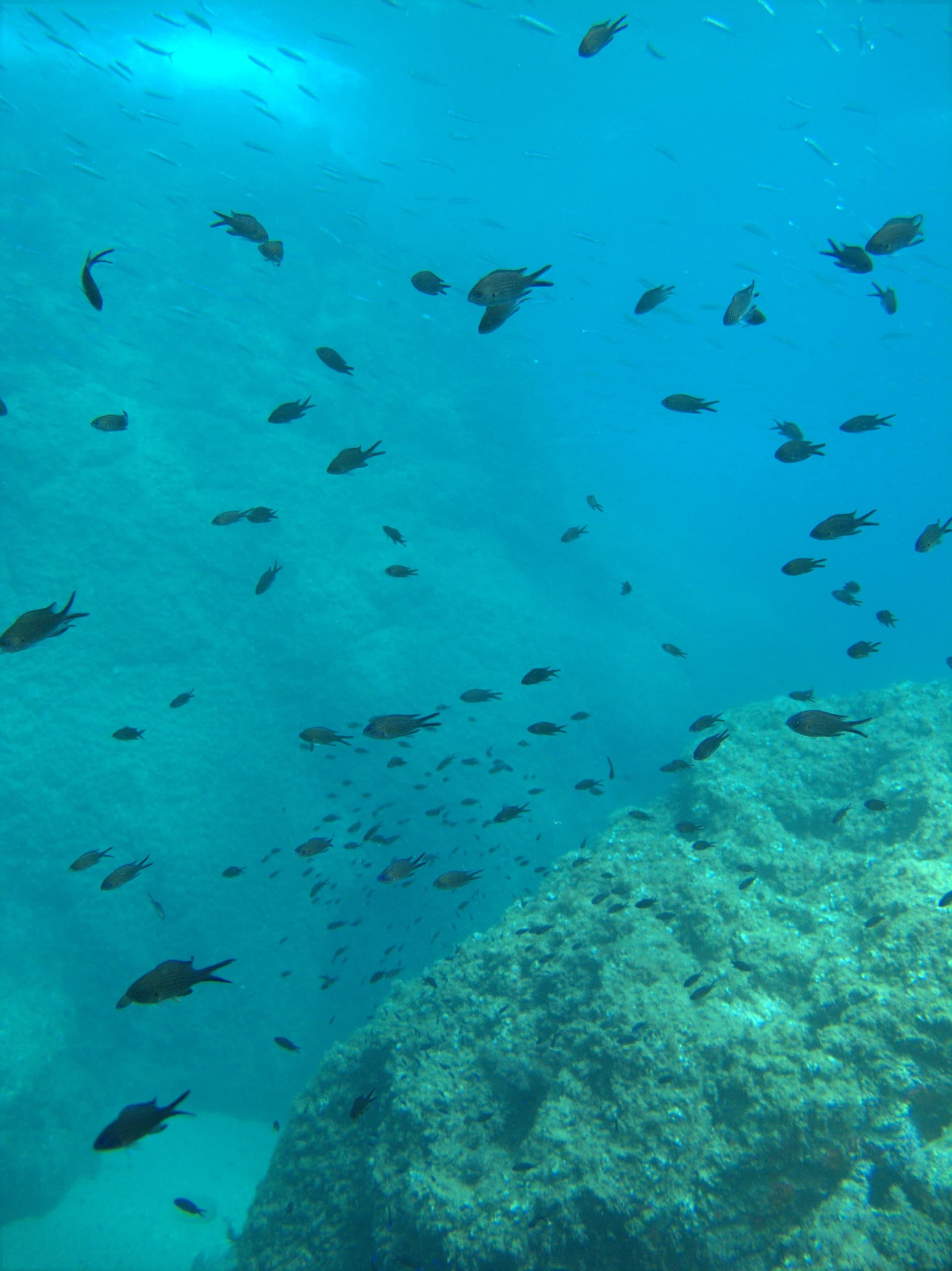 Mediterranean chromis