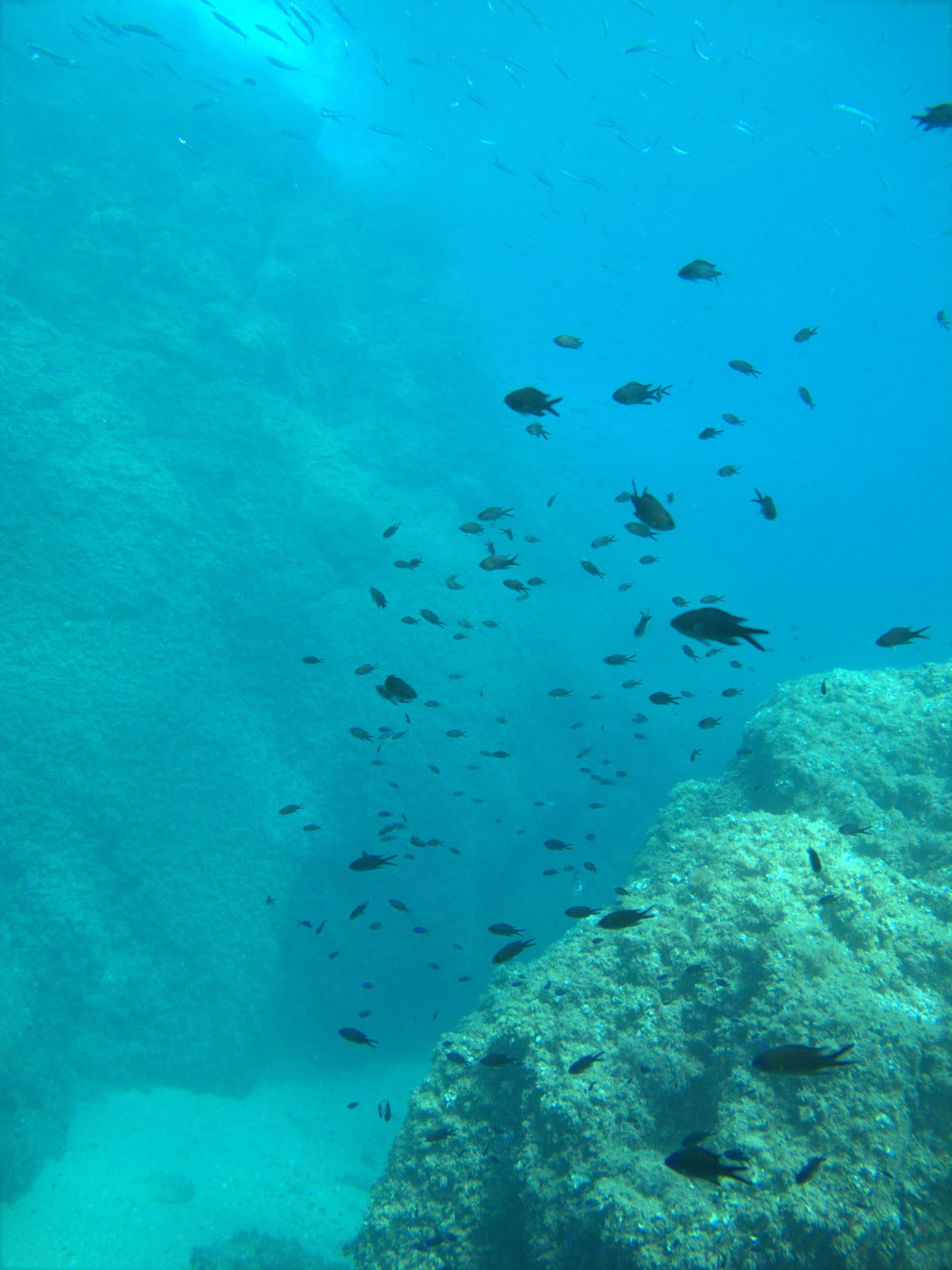 Mediterranean chromis