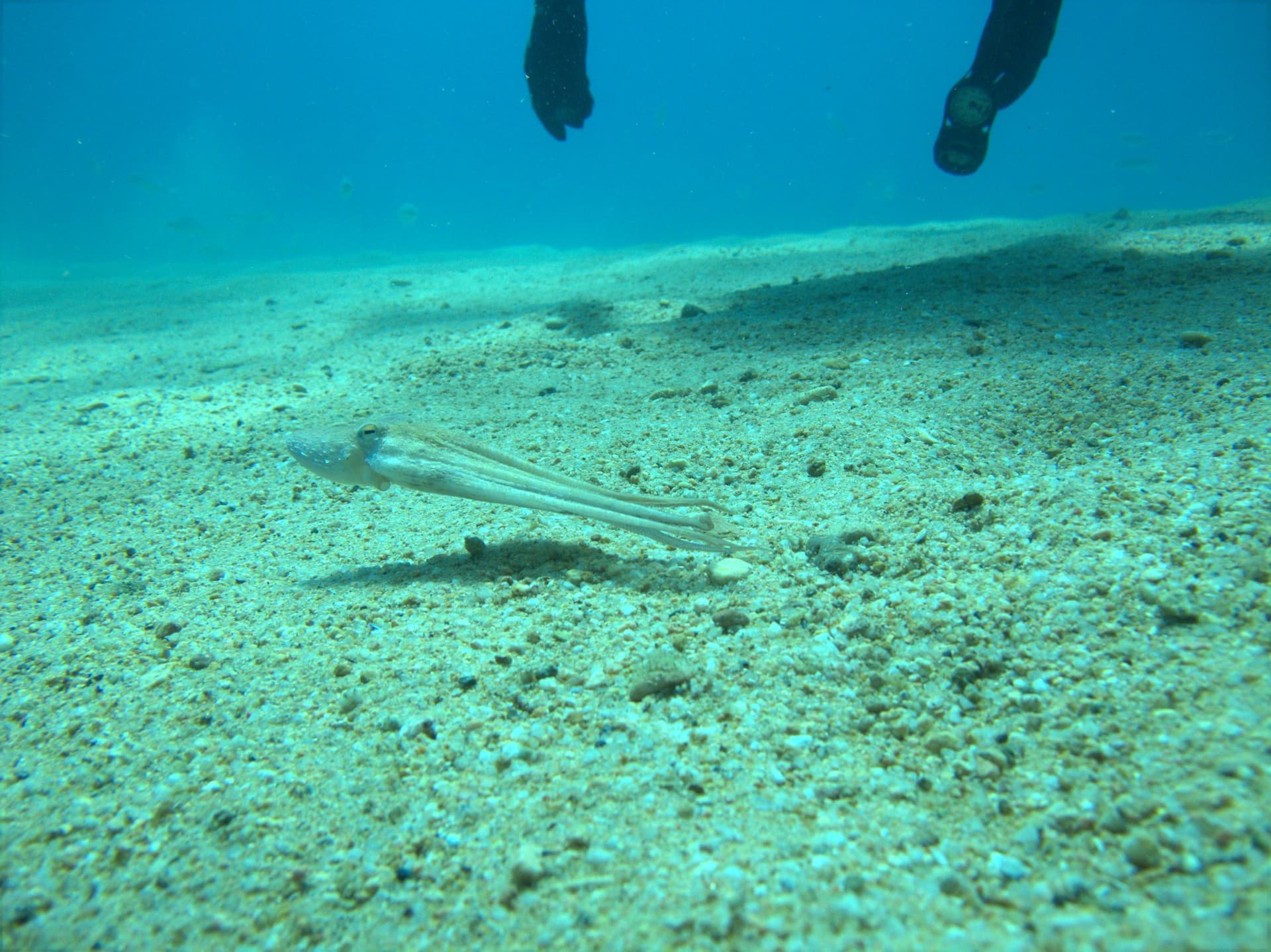 Common octopus