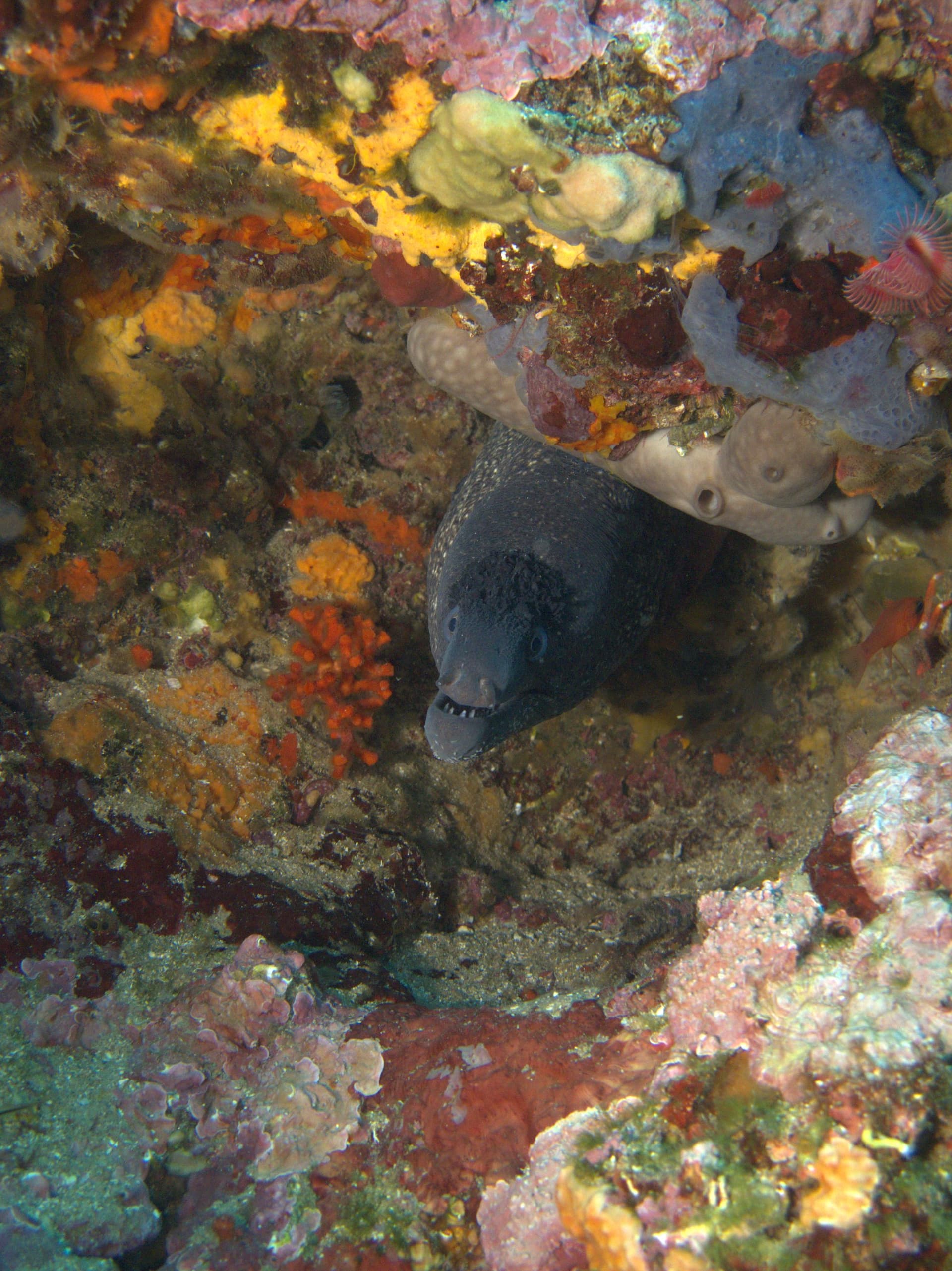 Mediterranean moray eel