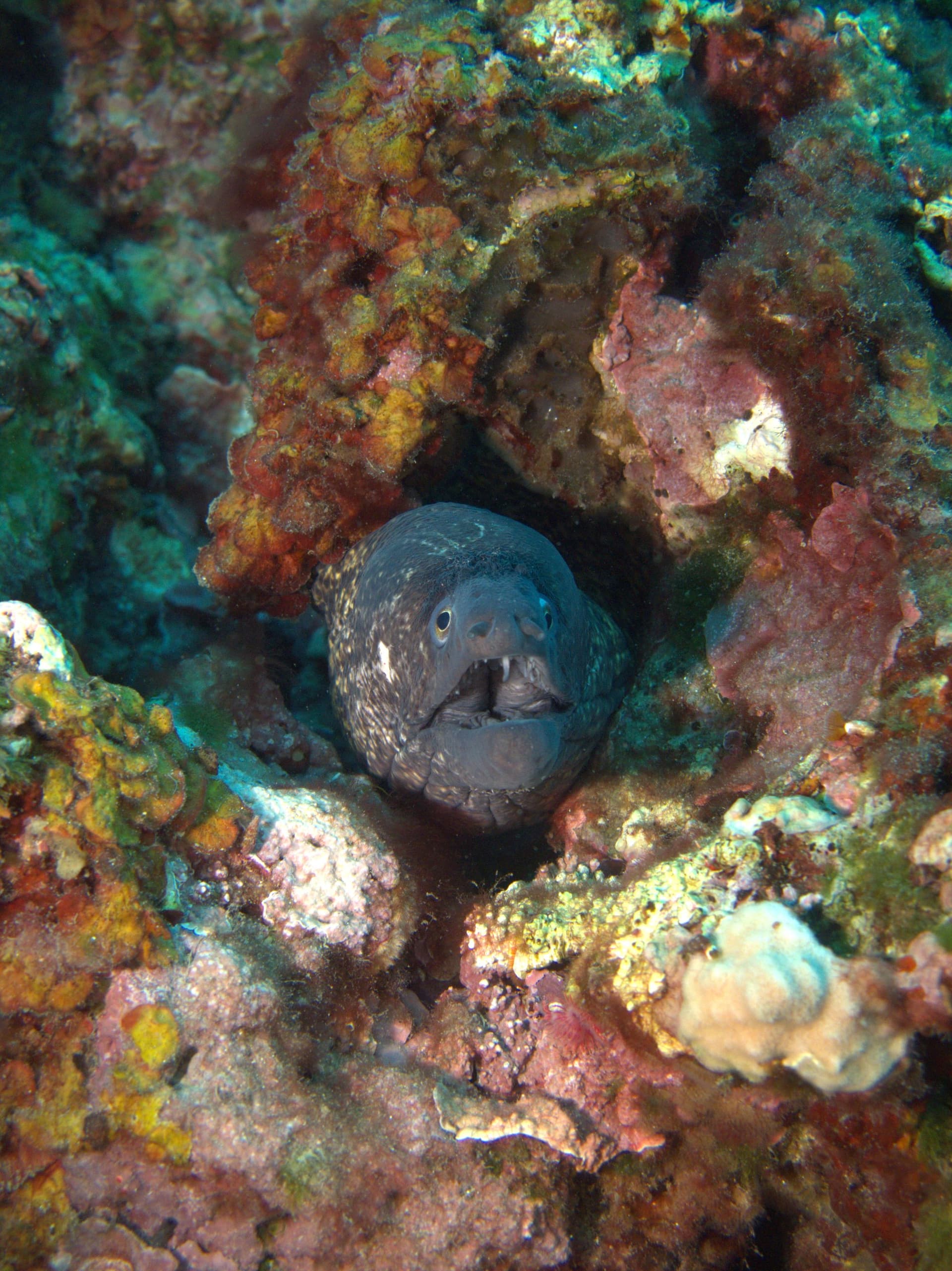 Mediterranean moray eel