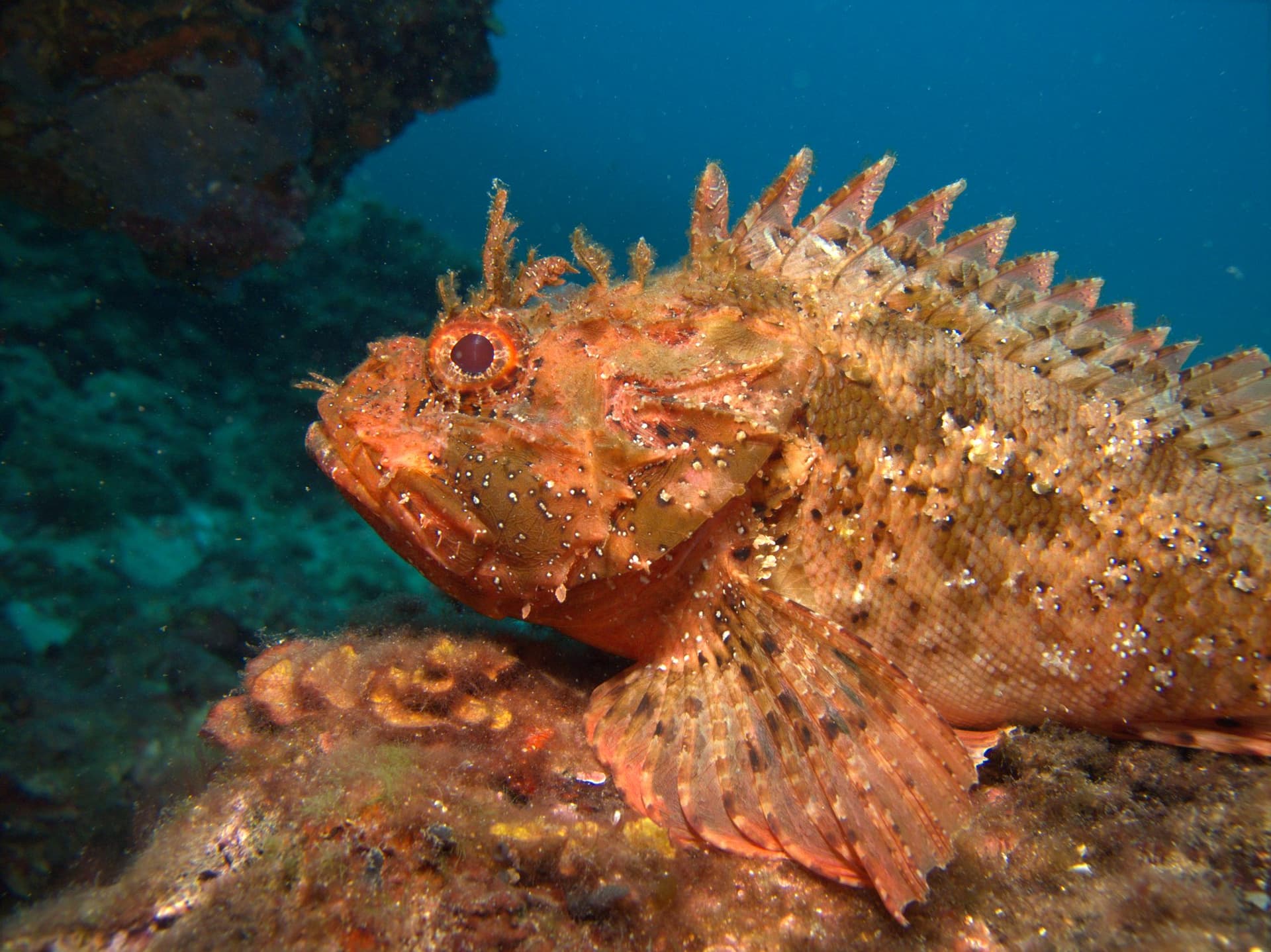 Black scorpionfish