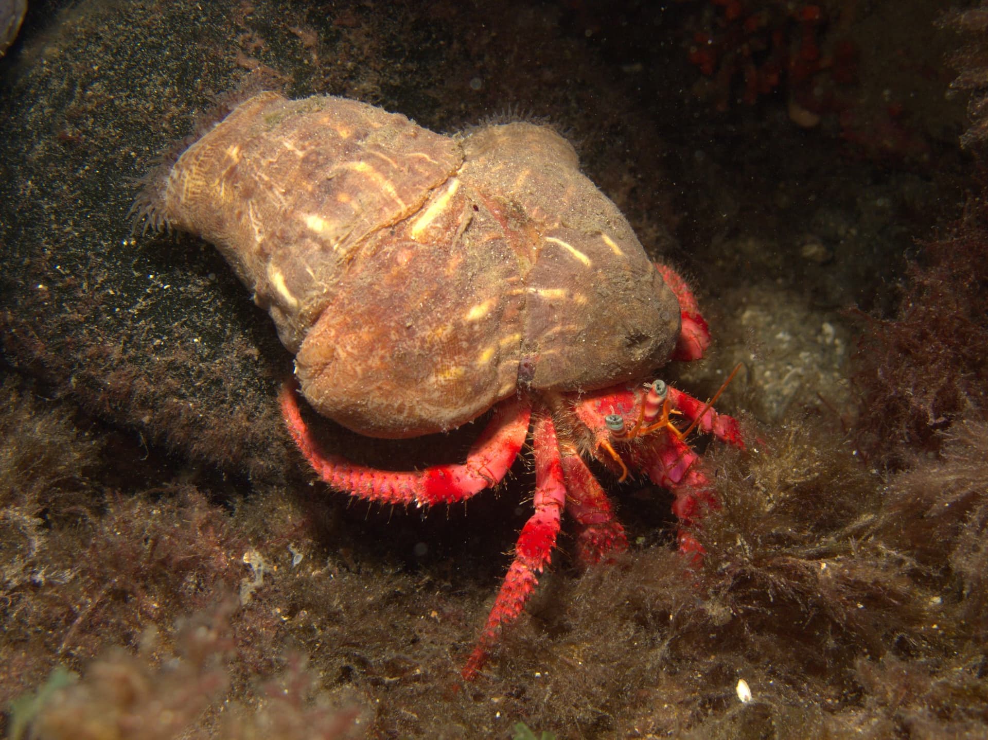 Hermit crab
