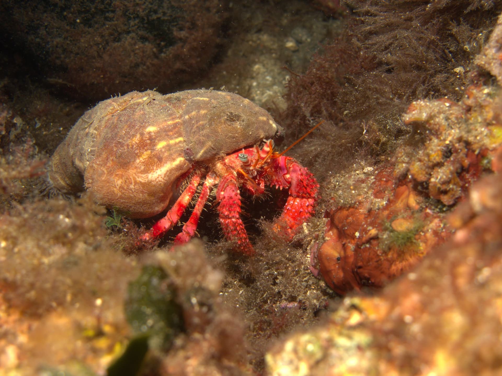Hermit crab