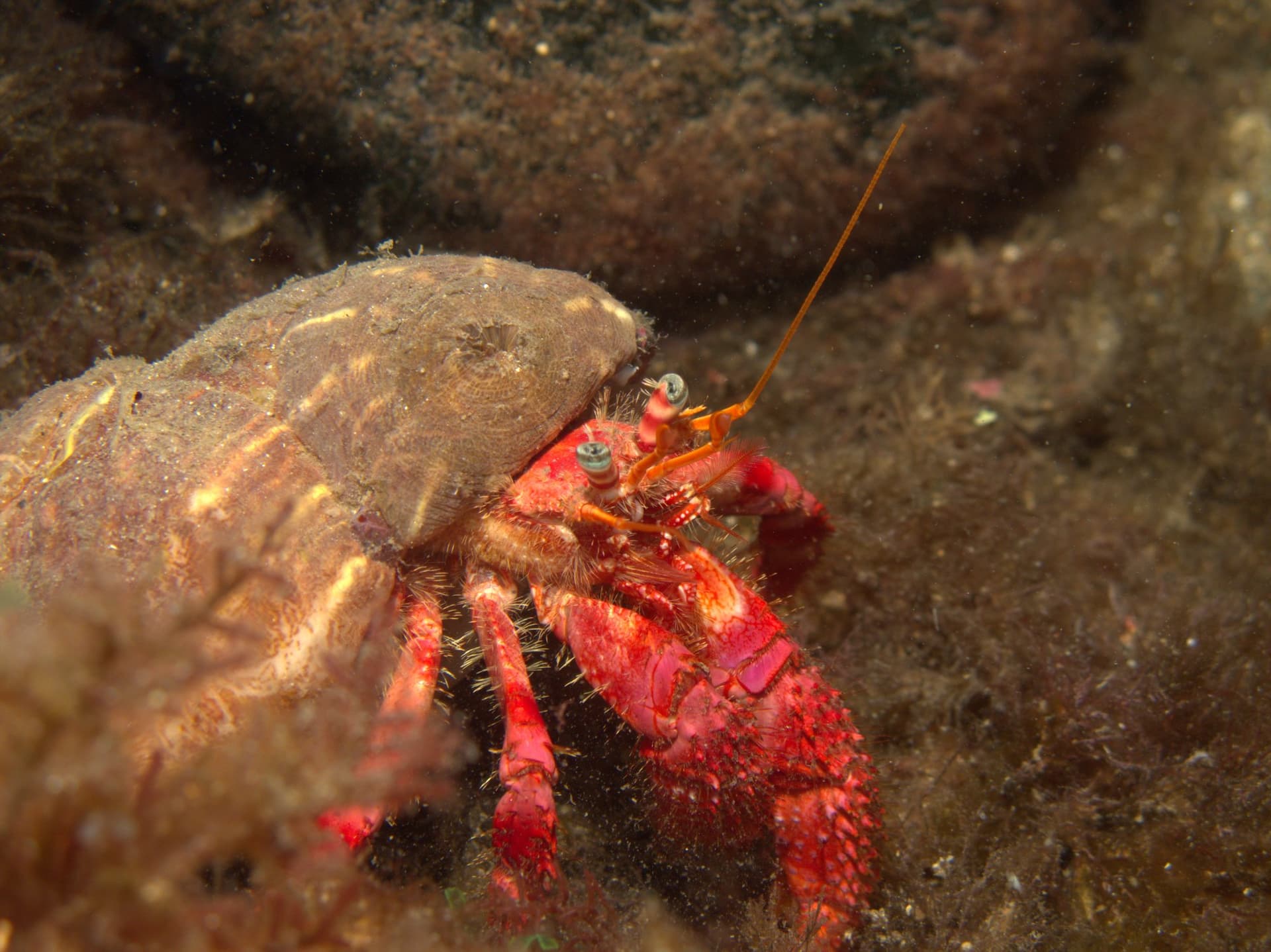 Hermit crab