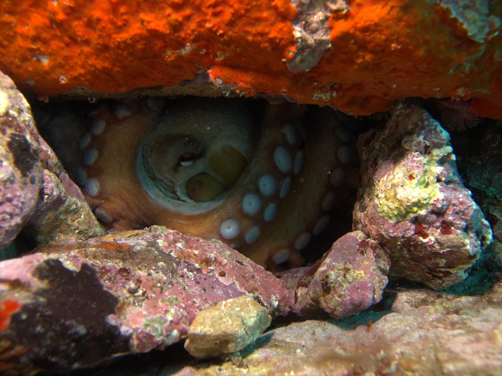 Common octopus