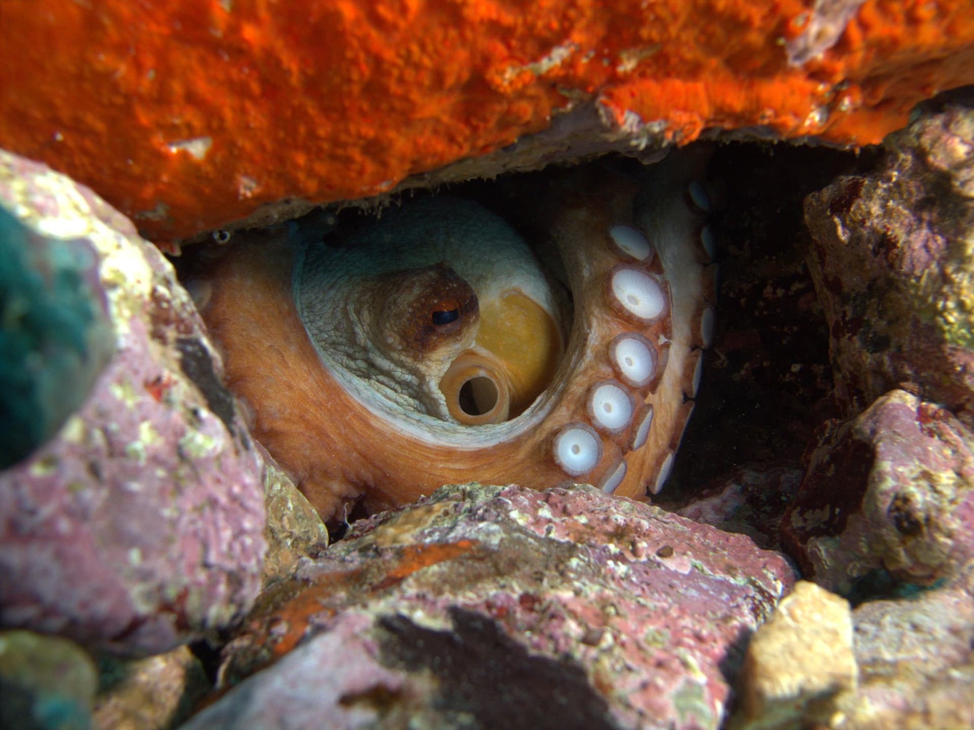 Common octopus