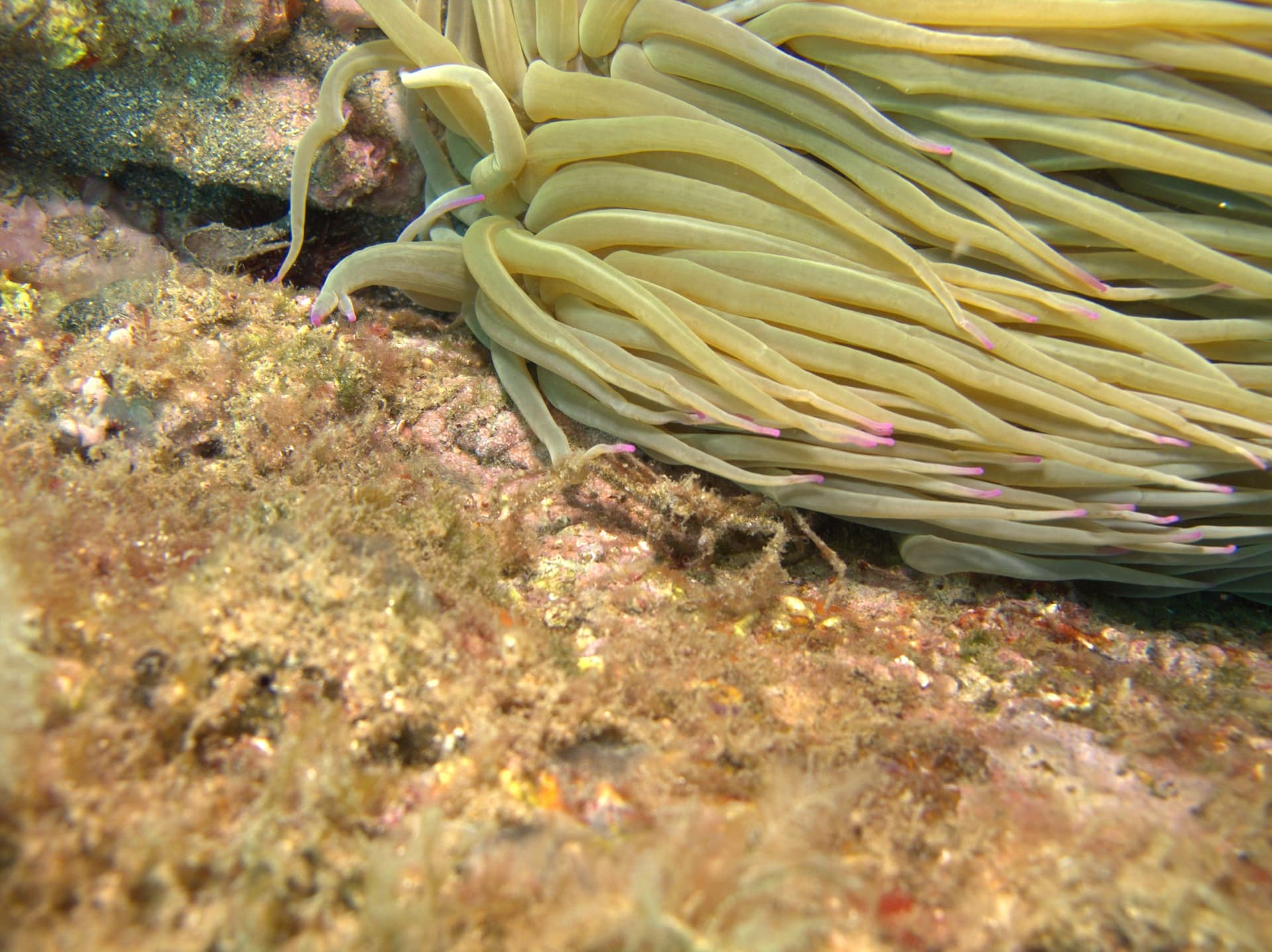 Crab, Sea anemone