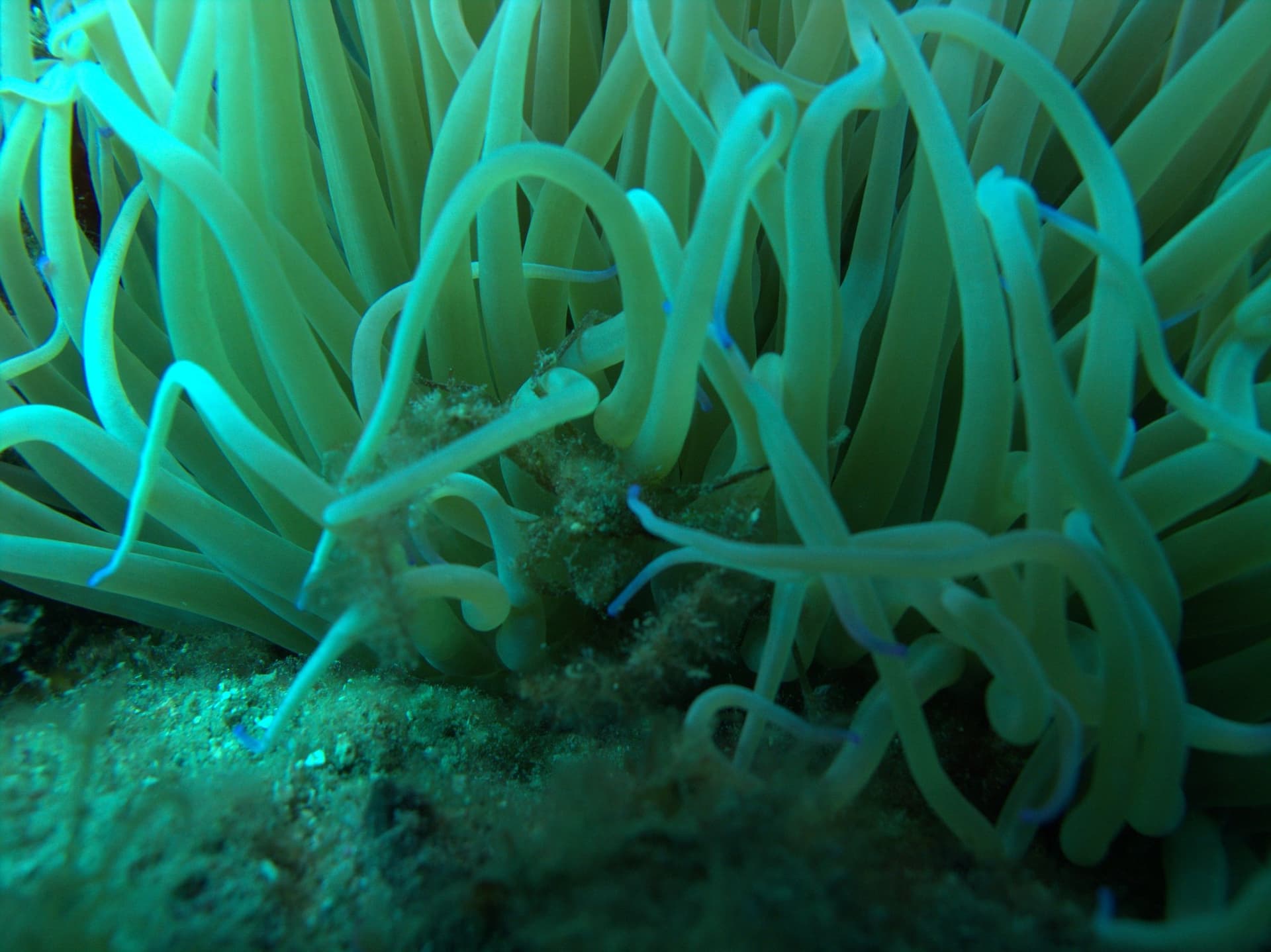 Leach's spider crab, Sea anemone