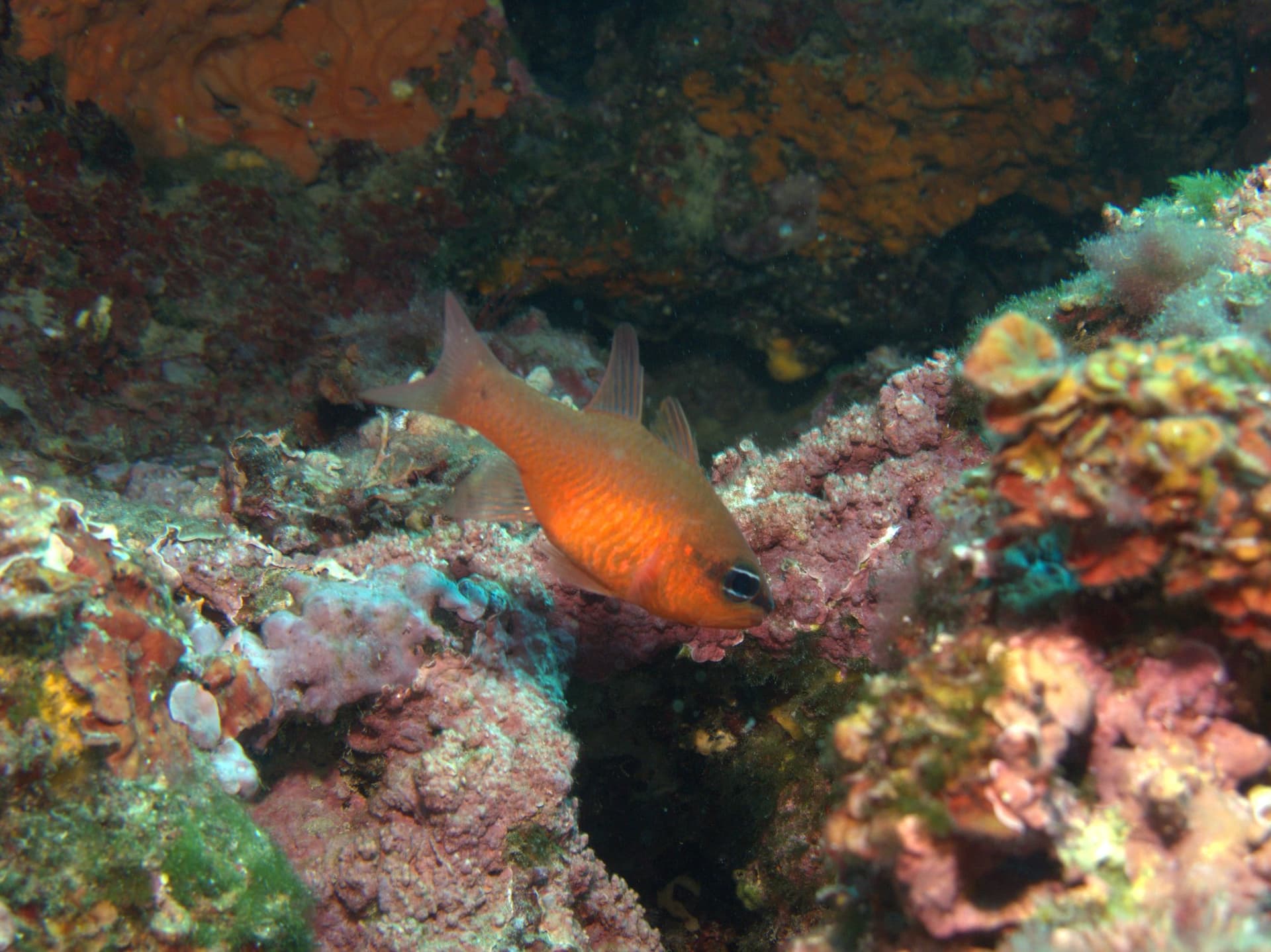 Mediterranean cardinalfish